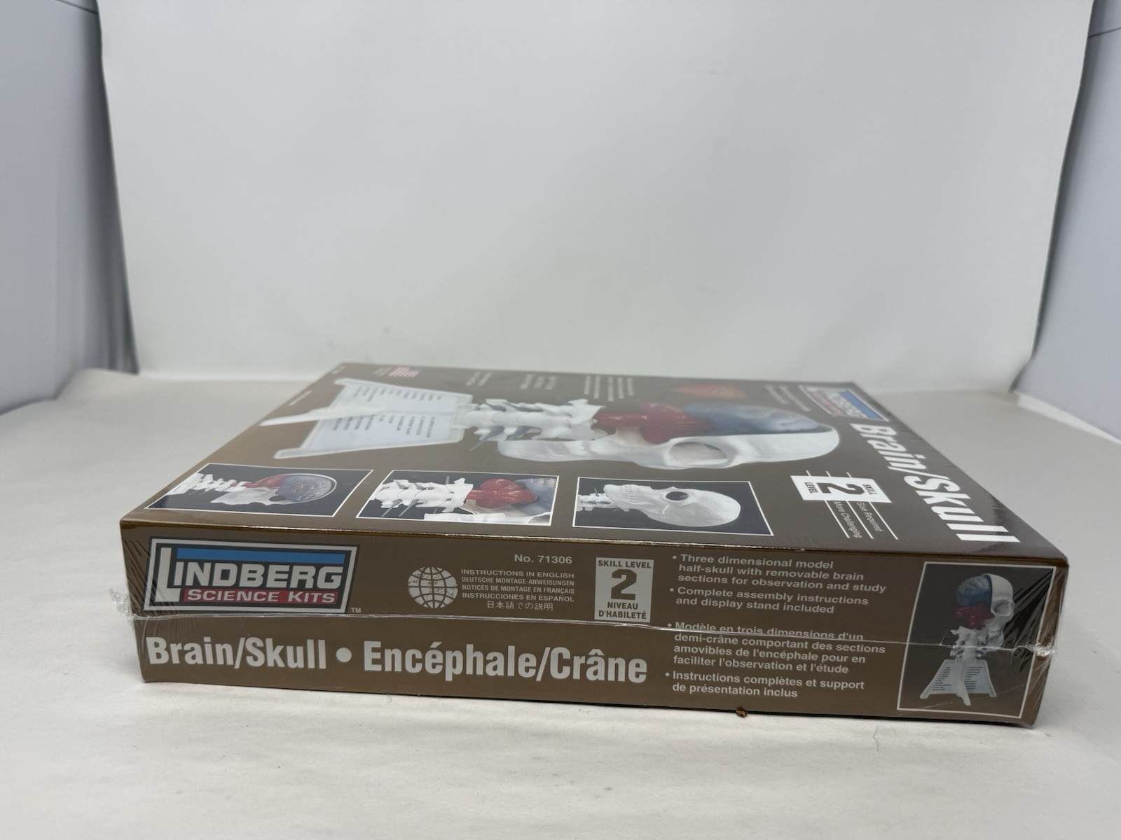 Lindberg Brain and Skull Half