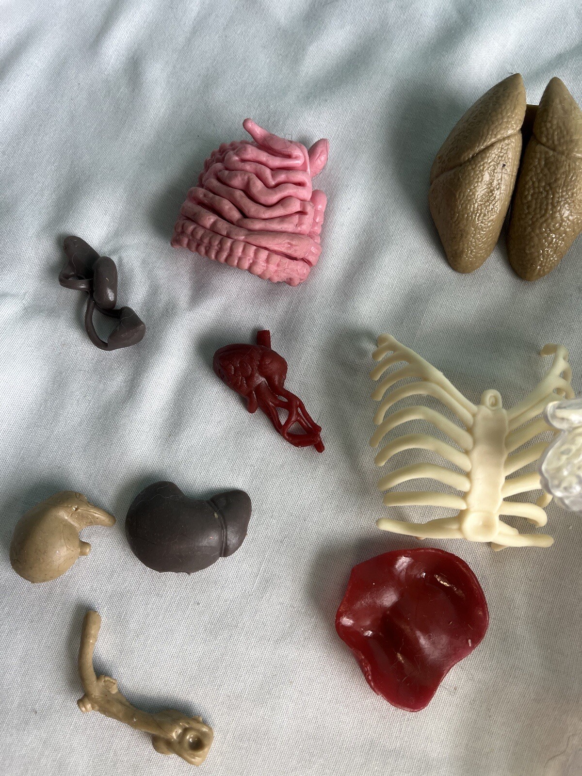 12” Human Body Hands On Science Kit No Stand Or Tweezers/Scissors Learning Toy