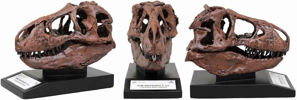 Tyrannosaurus Skull 1/10th Scale Smithsonian Licensed – The Nation’s T.rex