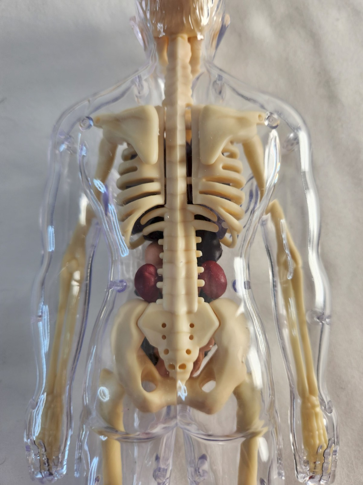 Clear Human Body Skeleton Model Kit 3D Human Anatomy Structure Model Kit