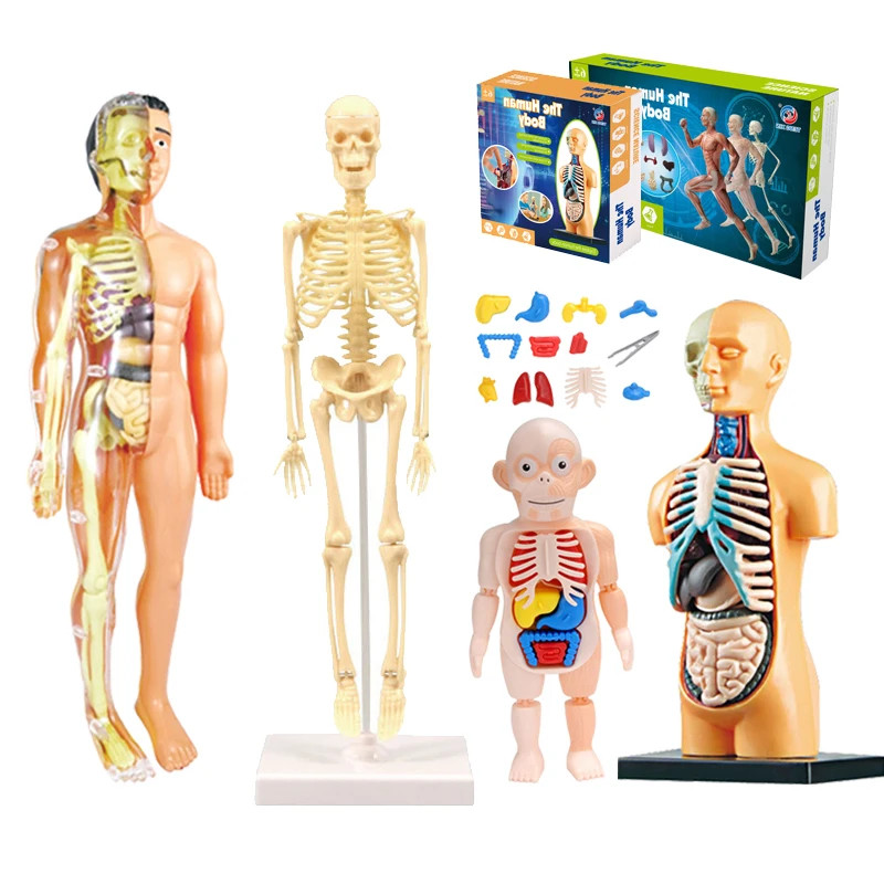 3D Human Body Torso Model for Educational Assembly and Learning Activities