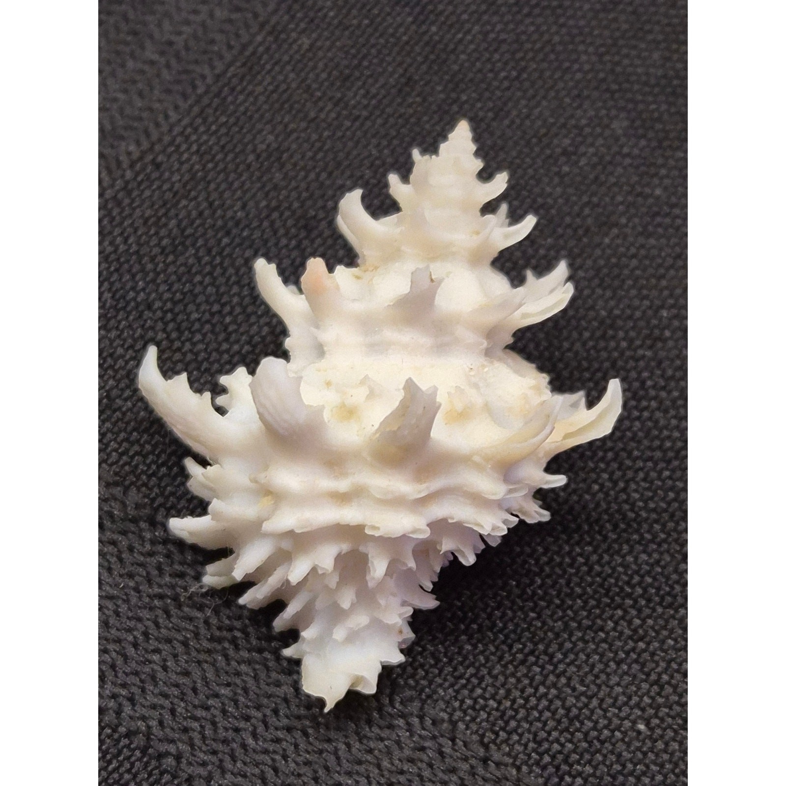 Babelomurex gemmatus 30mm Shell Balicasag Bohol Philippines w/ Label
