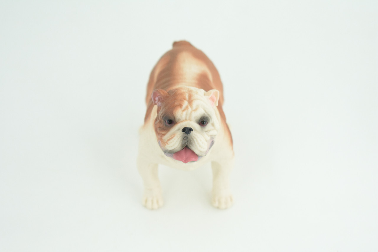 English Bulldog Toy, Realistic Hand Painted Rubber Model, 5 Inches CH844 BB197