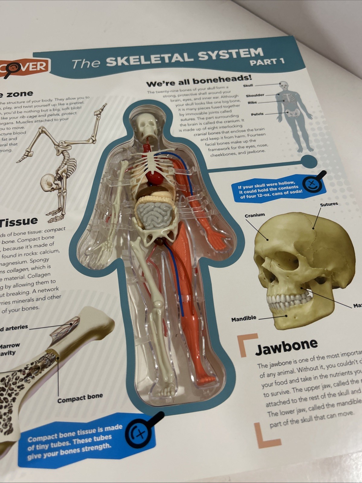 Uncover the Human Body Book Layered Interactive 3-D model Board Book