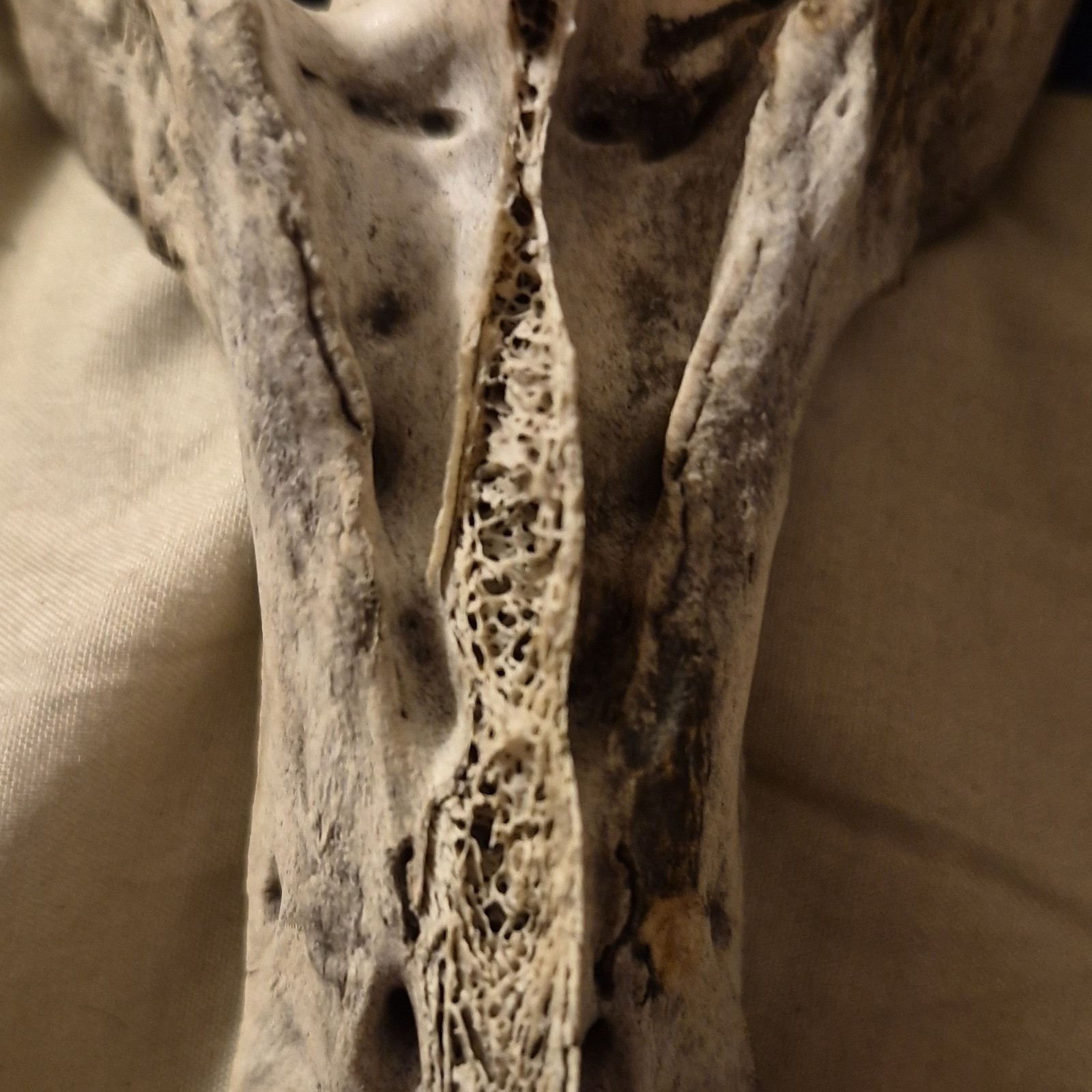 Animal Skull and Bone Collection with Vertebrae and Limb Bones