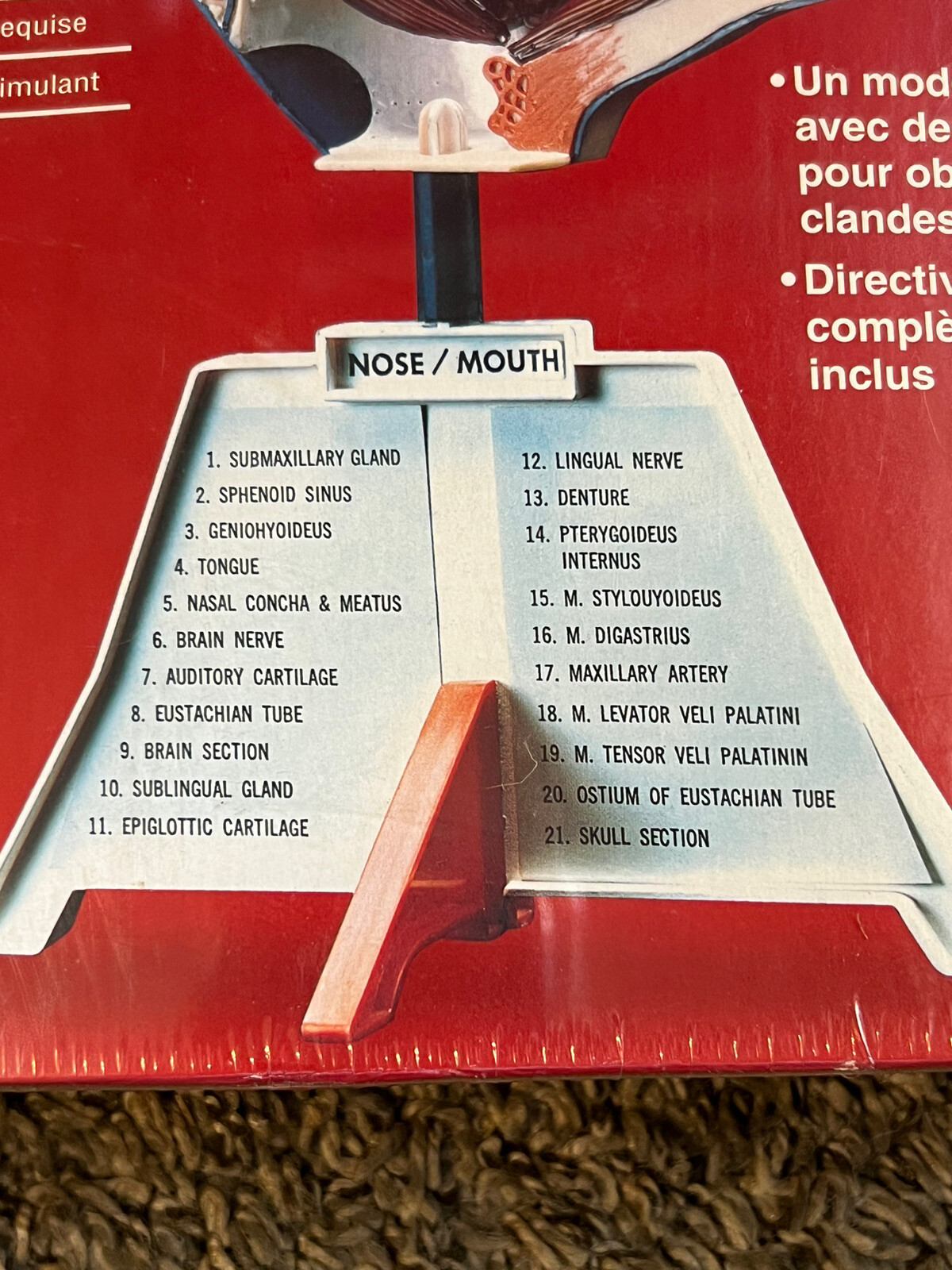 Lindberg Science Kit #71310 Nose/Mouth Anatomically Accurate Unassembled Kit 10+
