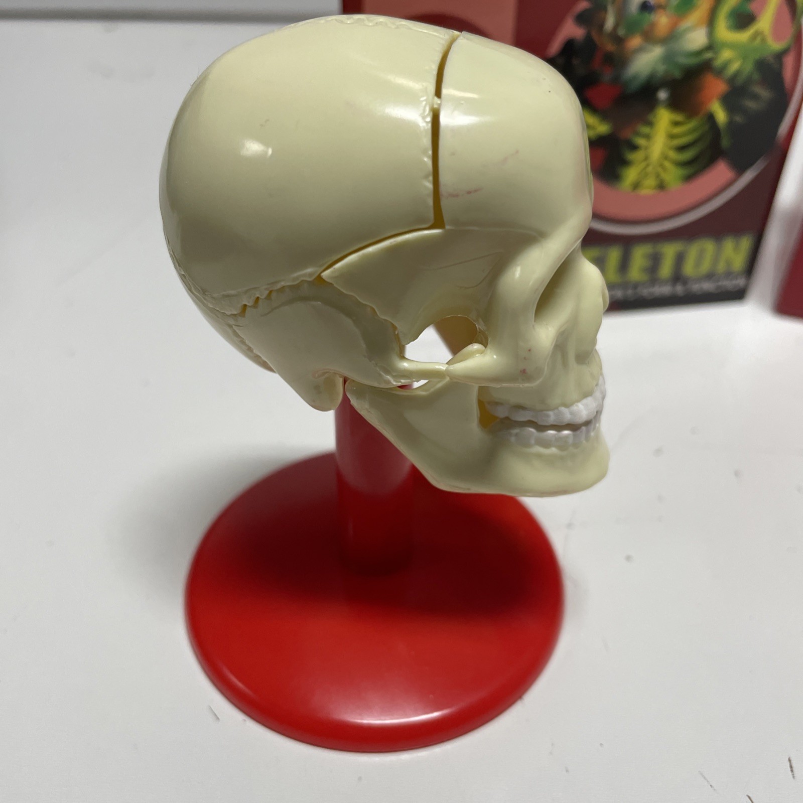 Ein-O’s – SKULL & SKELETON – Models of Human Skeleton – A STEM Science Toy