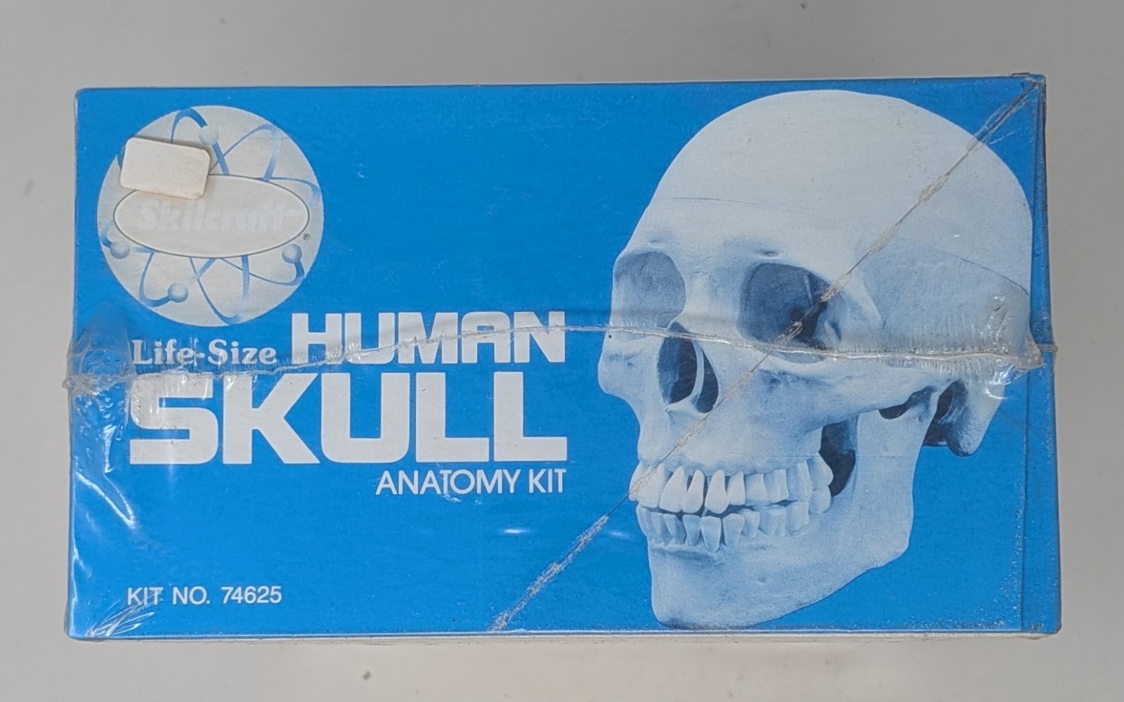 Vintage Skilcraft Life-Size Human Skull Anatomy Model Kit No. 74625 1996 – New
