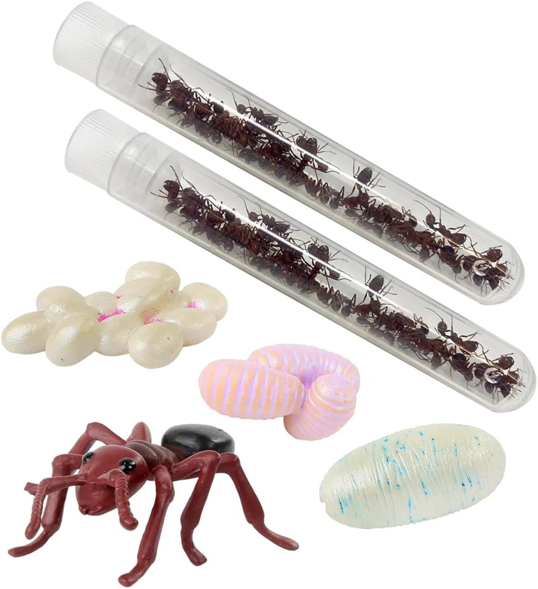 50 Live Western Harvester Ants – Grown in the USA – Includes Ant Life Cycle Stag