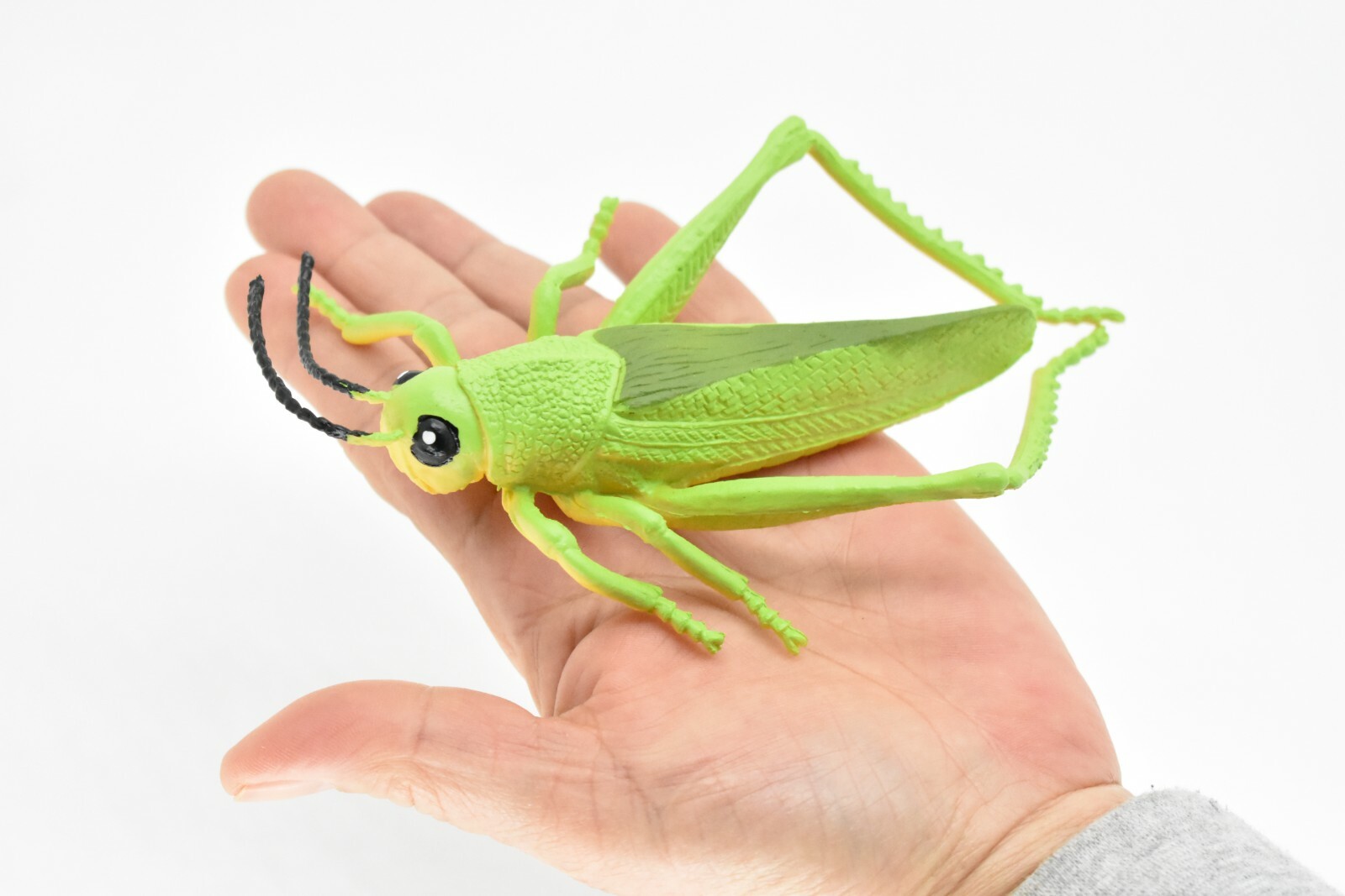 Grasshopper, Rubber Toy Insect, Realistic Figure, Model, Replica Kids 7″ F2059