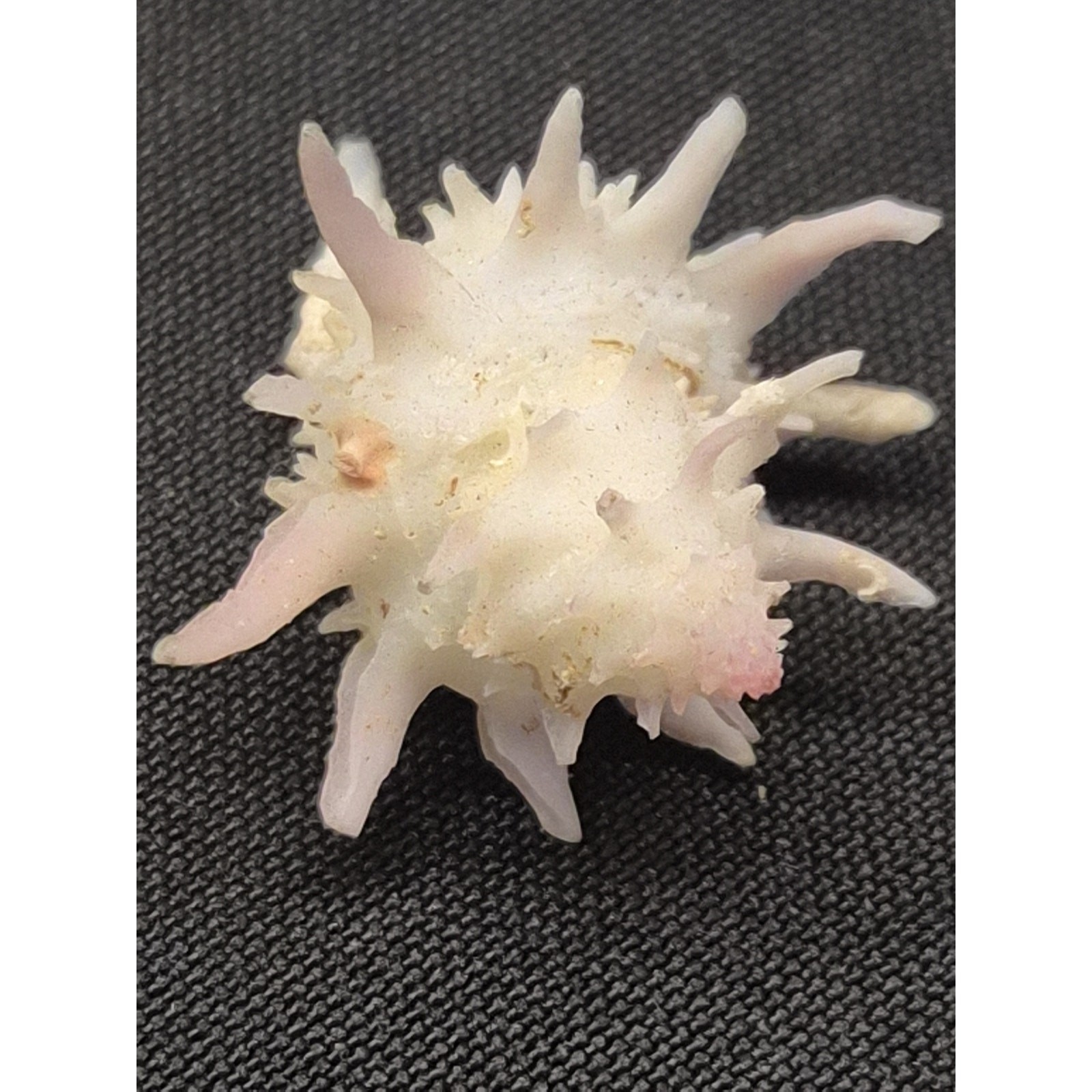 Latiaxis nakayasui 30mm Spiny Seashell Panglao Bohol Philippines w/ Label