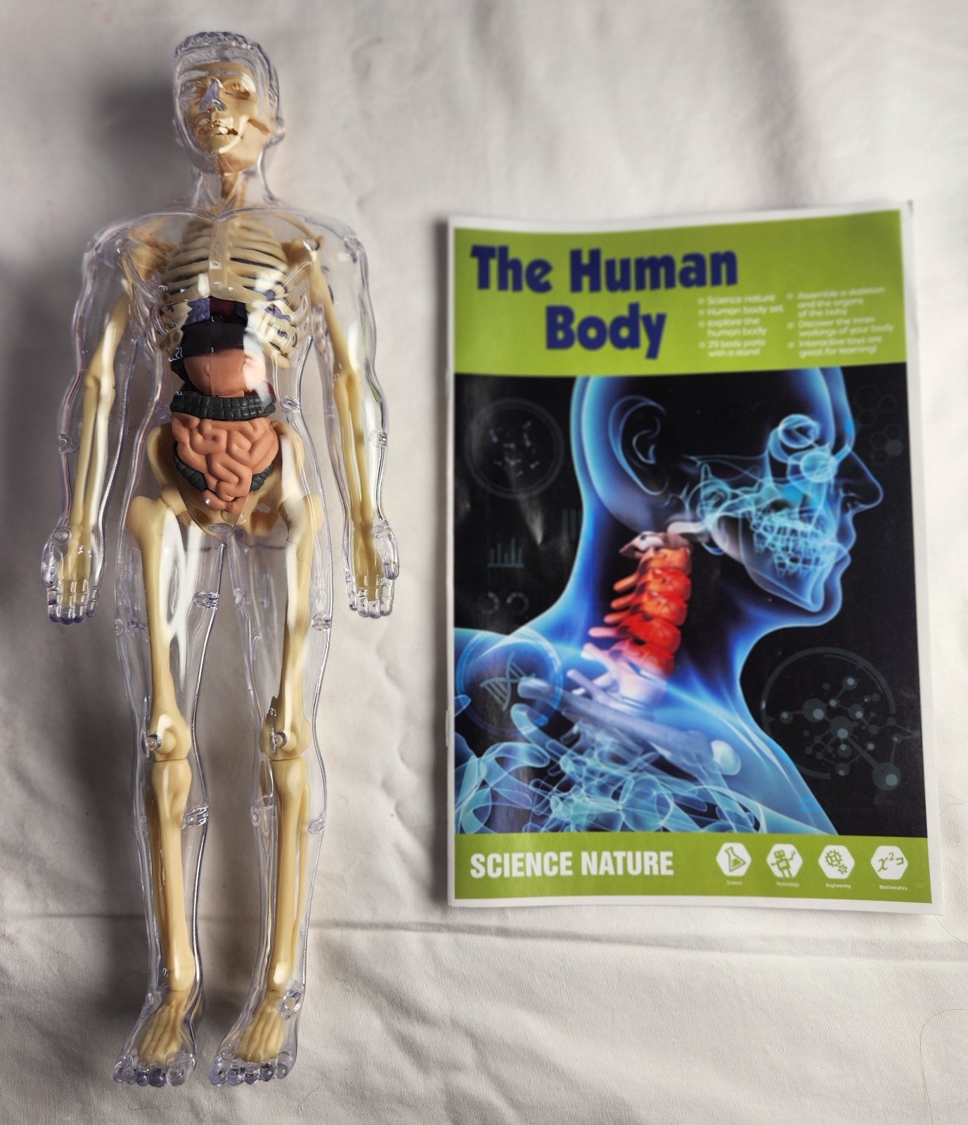 Clear Human Body Skeleton Model Kit 3D Human Anatomy Structure Model Kit