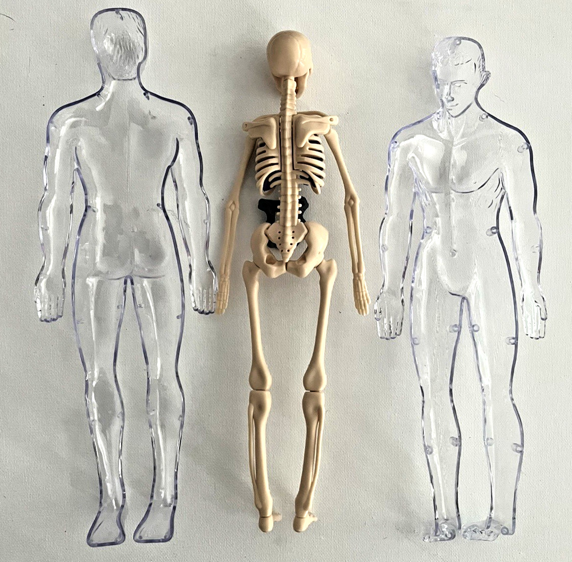 Visible Human Anatomy Model 12” Transparent Body Skeleton Organs Educational Toy