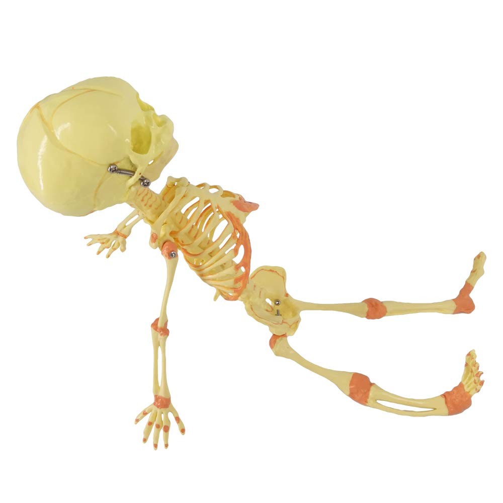 Human Fetus Skeleton, Single Head Human Newborn Baby Skeleton Model for Displ…