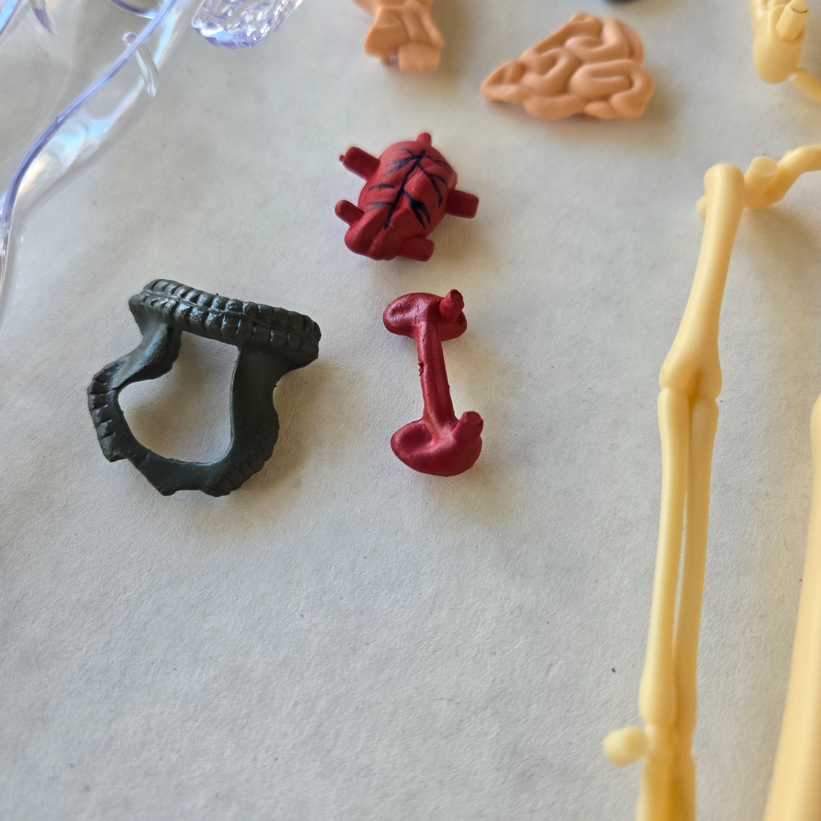 Human Anatomy Model Kit, 3D Detachable Body Parts Skeleton Viscera Organs