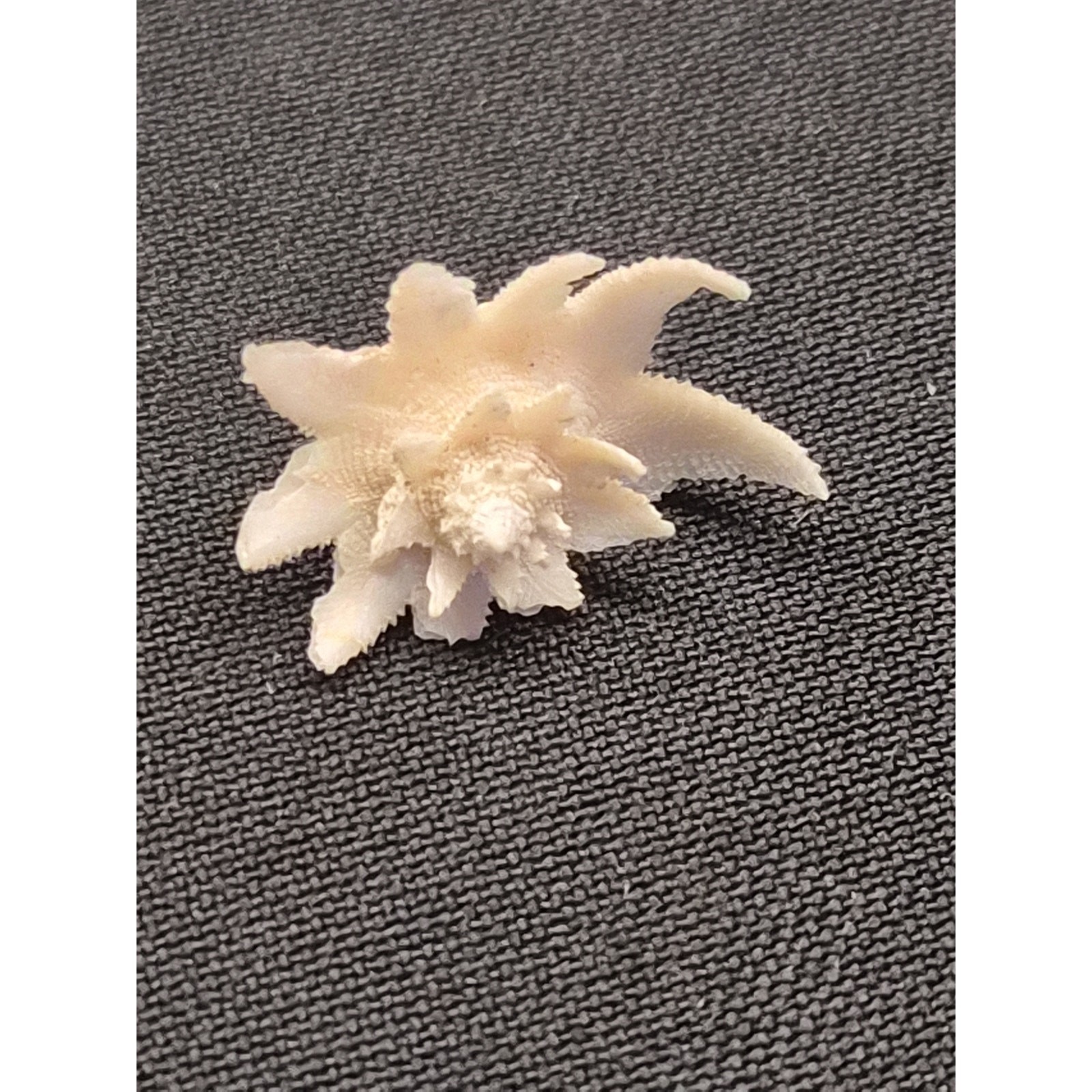 Latiaxis Shell Pair 14mm 7mm Bohol Philippines Phillip Clover Label