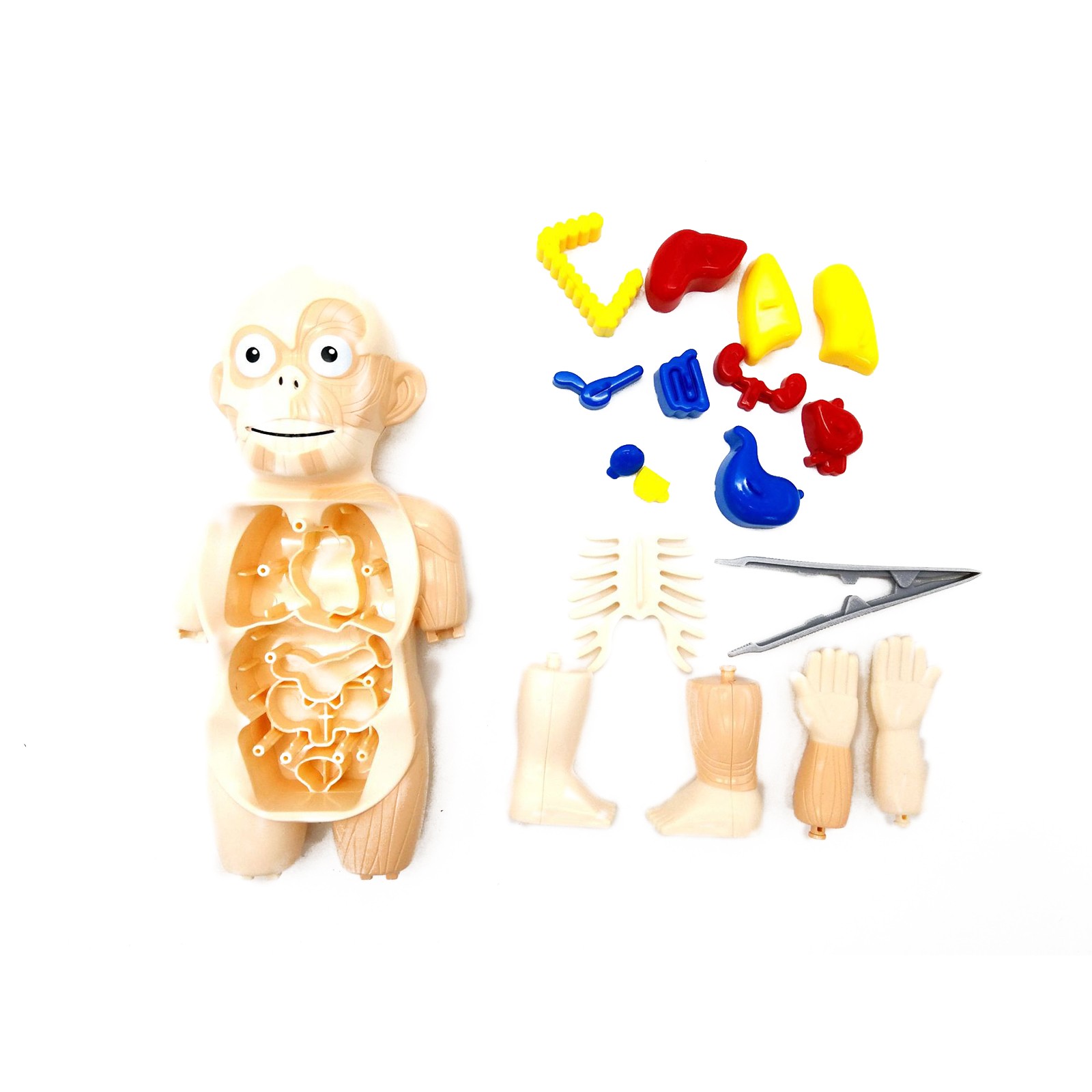 3D DIY Puzzle Human Body Anatomy Model Learning Organ Assembled Toy Body Organ y