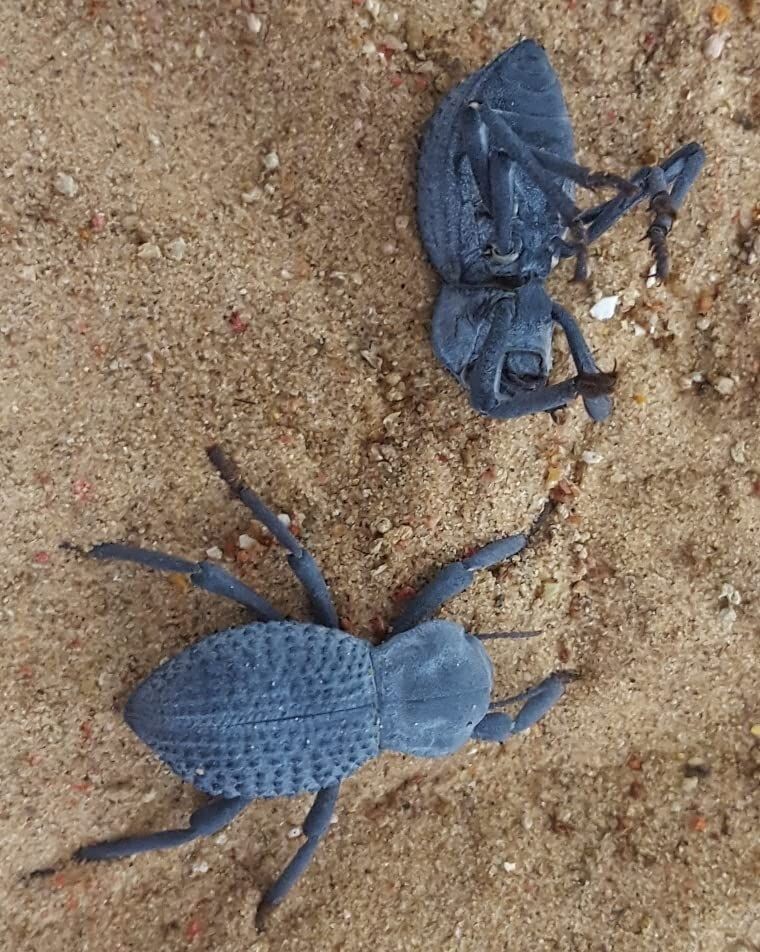 Blue Death Feigning Beatlee (Group of 5!) BDFB plus 2 Smooth DFB!