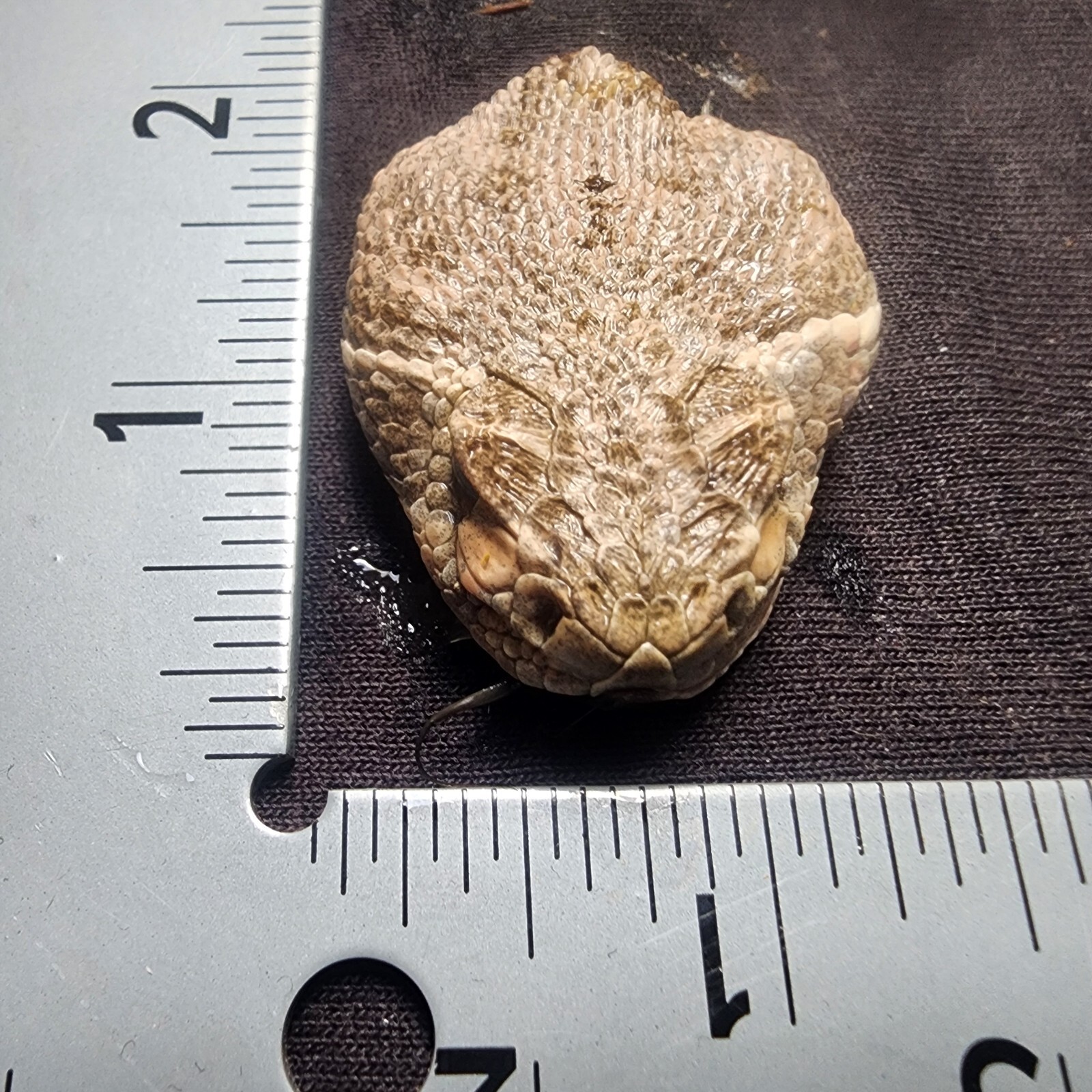 🔥Western Diamondback Rattlesnake Snake Skull Puzzle 35p FANGS SPECIMEN SK27