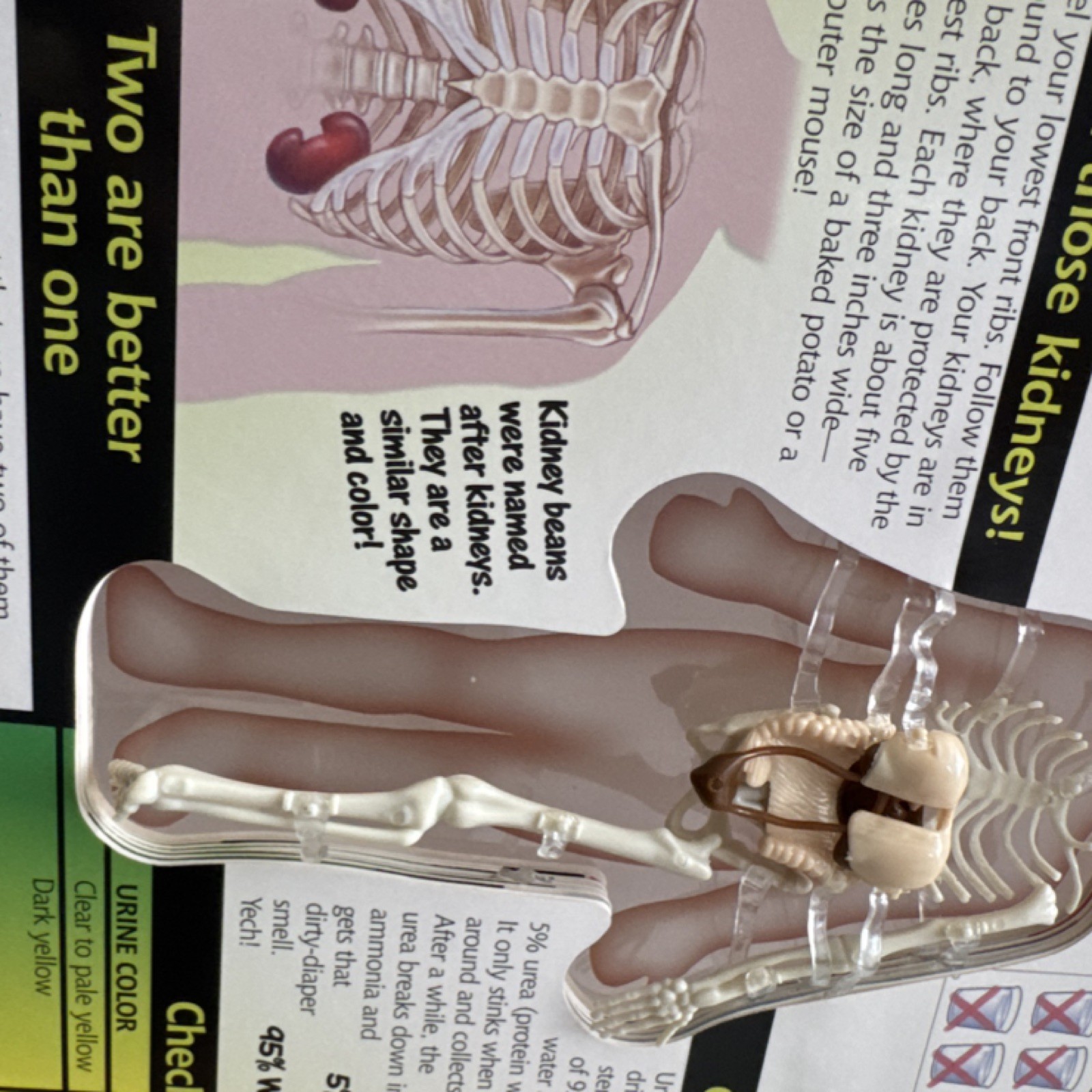 Silver Dolphin Uncover the Human Body 3D Educational Book Ages 8 and Up