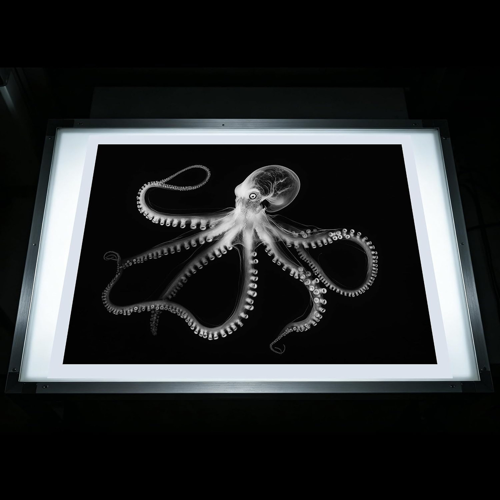 Animal X-Ray Images Set of 16 Simulation Specimens Science Education Materials
