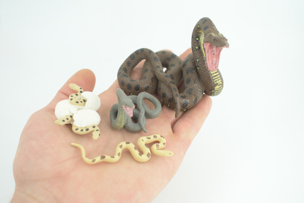 Python Life Cycle, 4 Piece Toy Set, Realistic Rubber Model, 3 1/2″ CH990 BB215