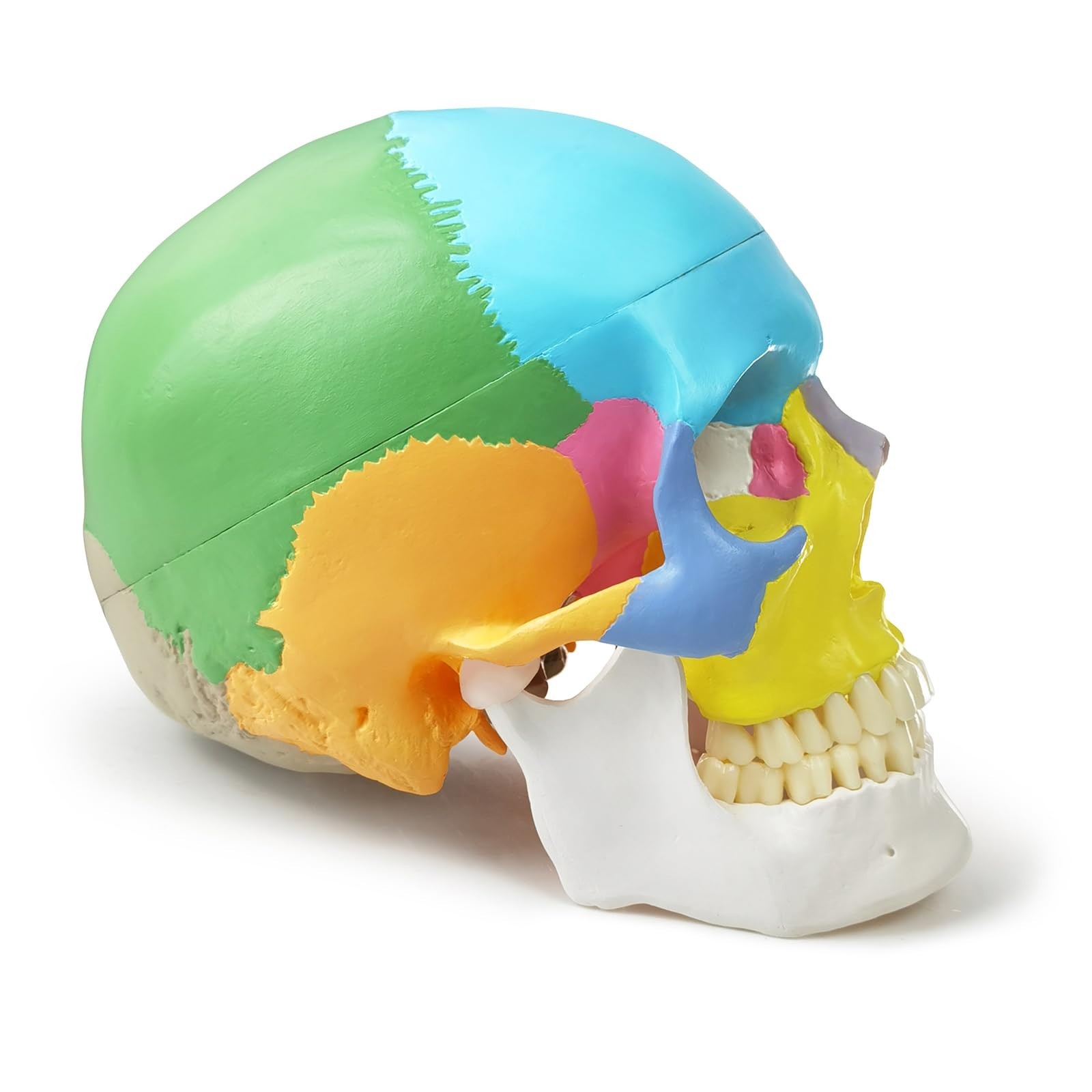 2026 New Anatomy Skull Model,Human Medical Skull Model Dental ClinicTeaching …