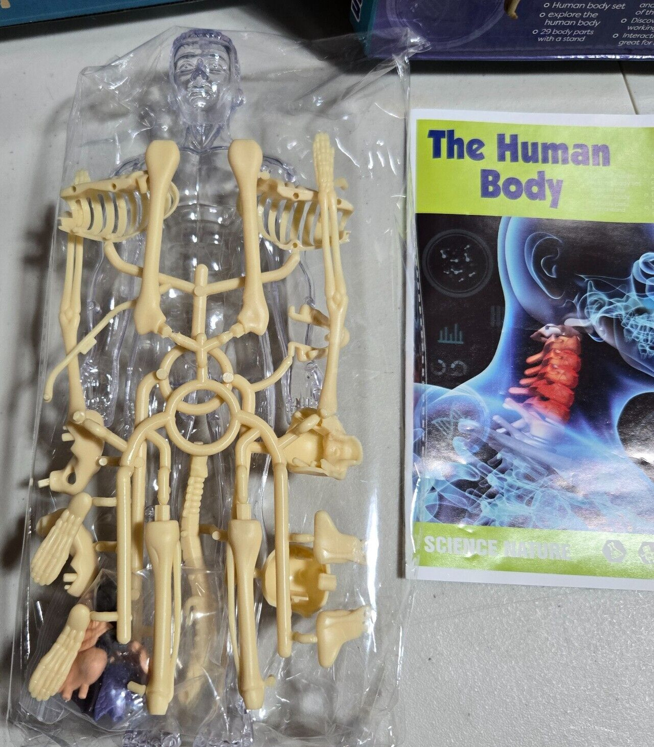 Human Body 3D Anatomy Model DIY Skeleton Toy Education Removable Parts – NIB