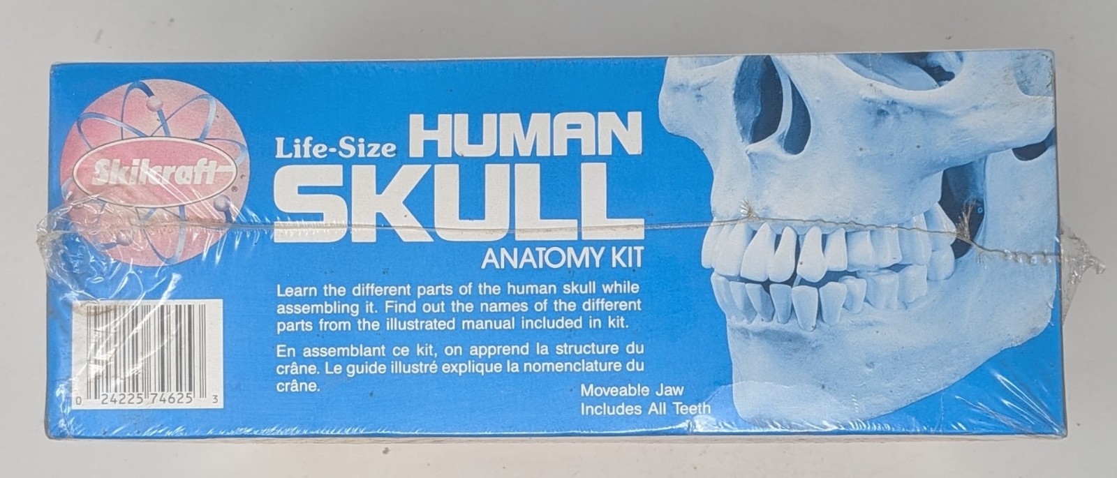 Vintage Skilcraft Life-Size Human Skull Anatomy Model Kit No. 74625 1996 – New
