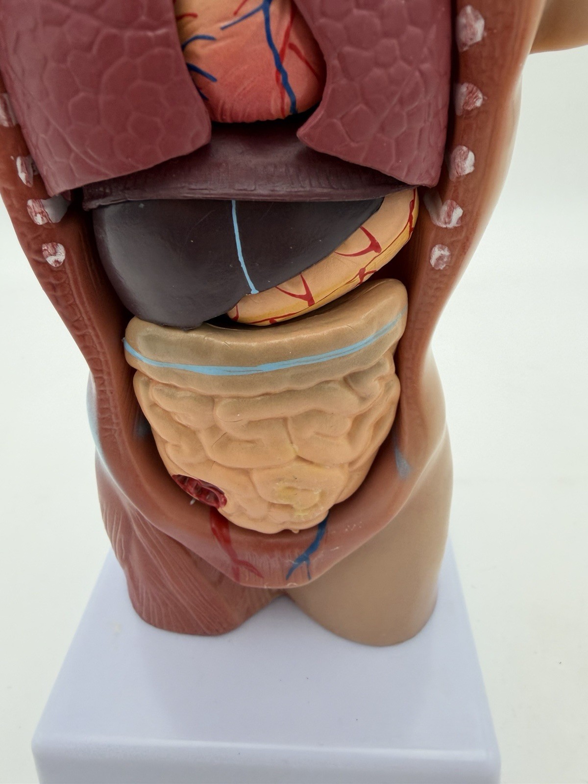 Human Body Model 11 inch 15 Pcs Removable 3D Human Torso NWOB