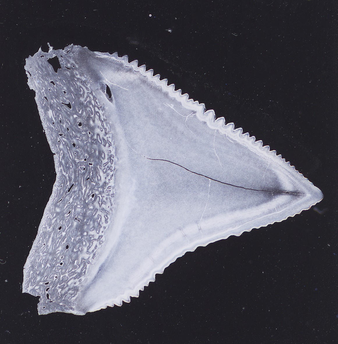 Antique Microscope Slide Pritchard – Shark Tooth Red Wax – From the Book