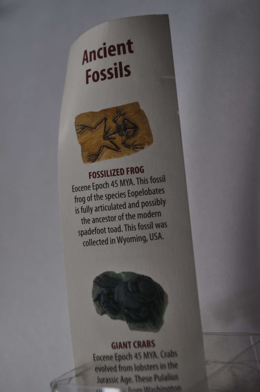 Safari Ltd Ancient Fossils Toob Miniature Collectibles 2009