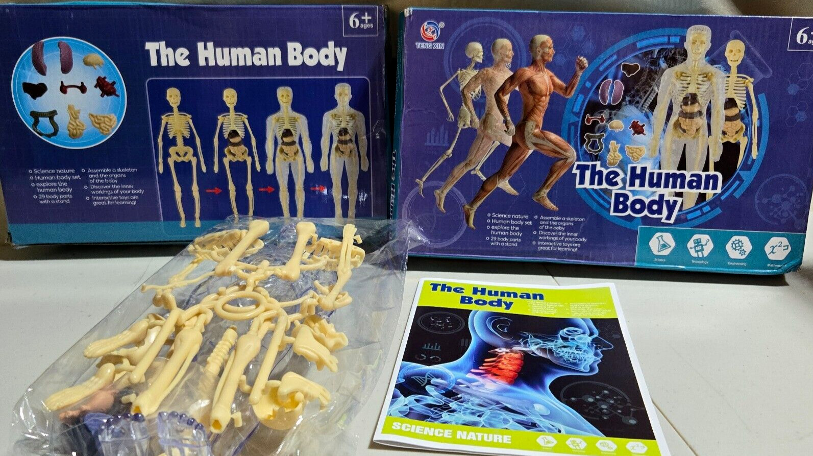Human Body 3D Anatomy Model DIY Skeleton Toy Education Removable Parts – NIB