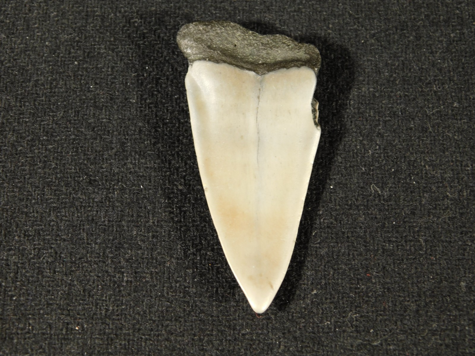 Long Ancestral Great WHITE SHARK Tooth Fossil 100% Natural South Carolina 12.6gr