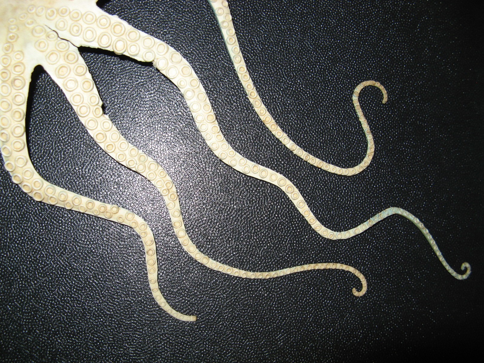 1960s – 1970s ? Vintage 13” Long, Toy Octopus, White & Blue, Hong Kong