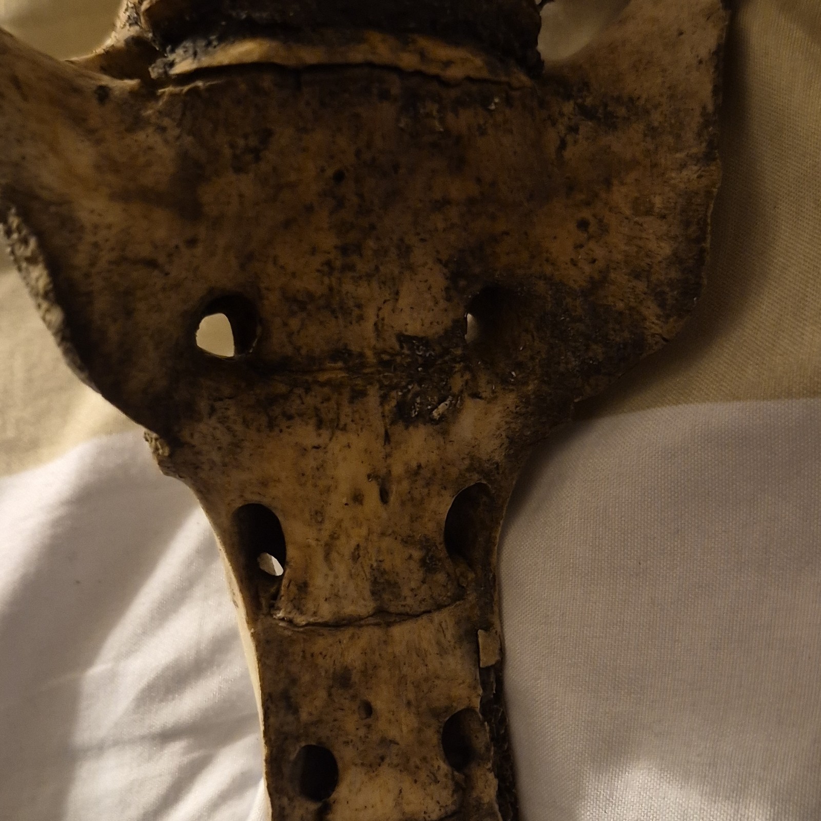 Animal Skull and Bone Collection with Vertebrae and Limb Bones