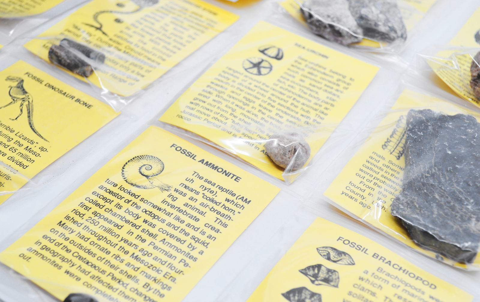 12 Piece Fossil Collection – Includes 12 Samples – Great For Kids Fossil Play –