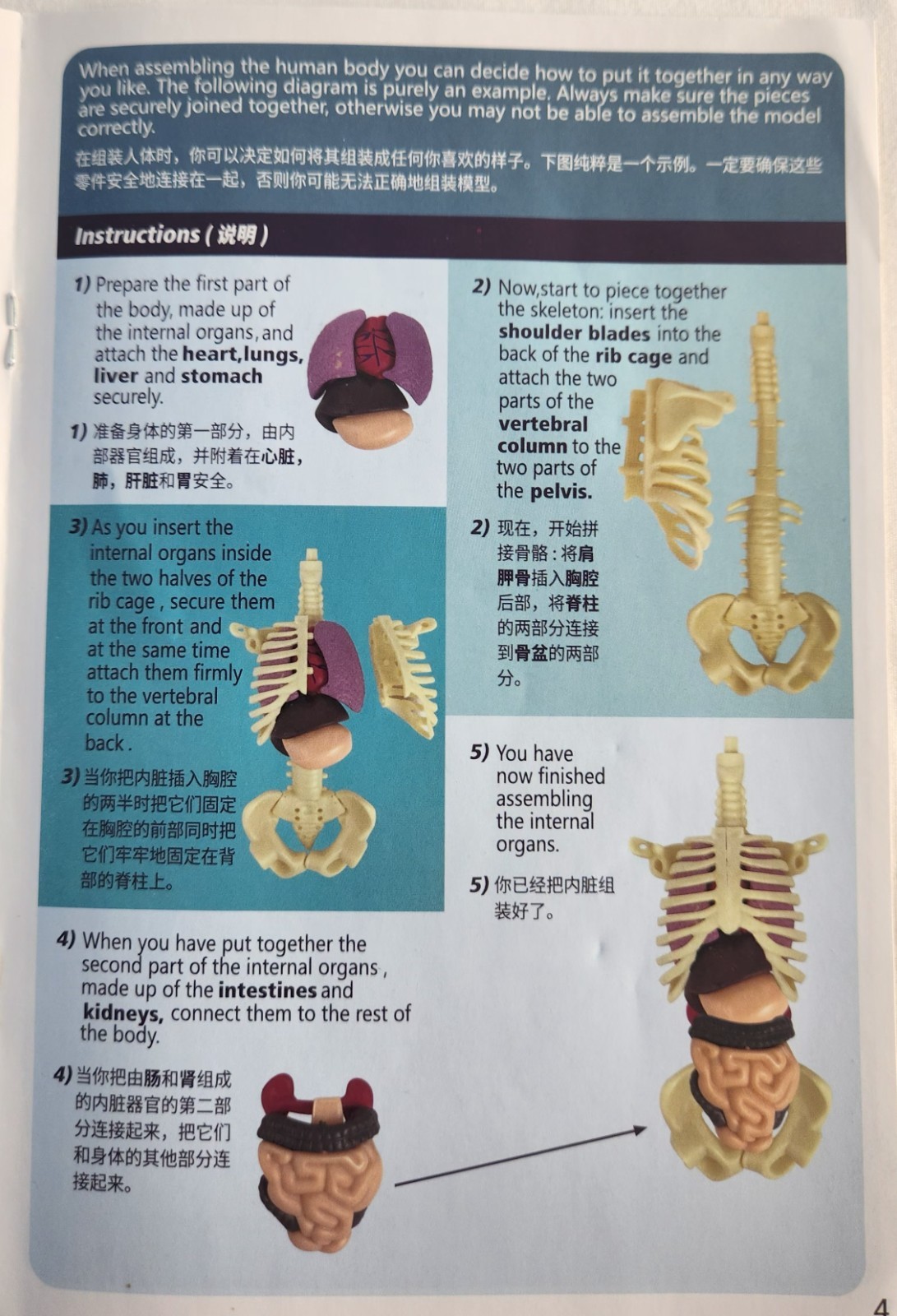 Clear Human Body Skeleton Model Kit 3D Human Anatomy Structure Model Kit