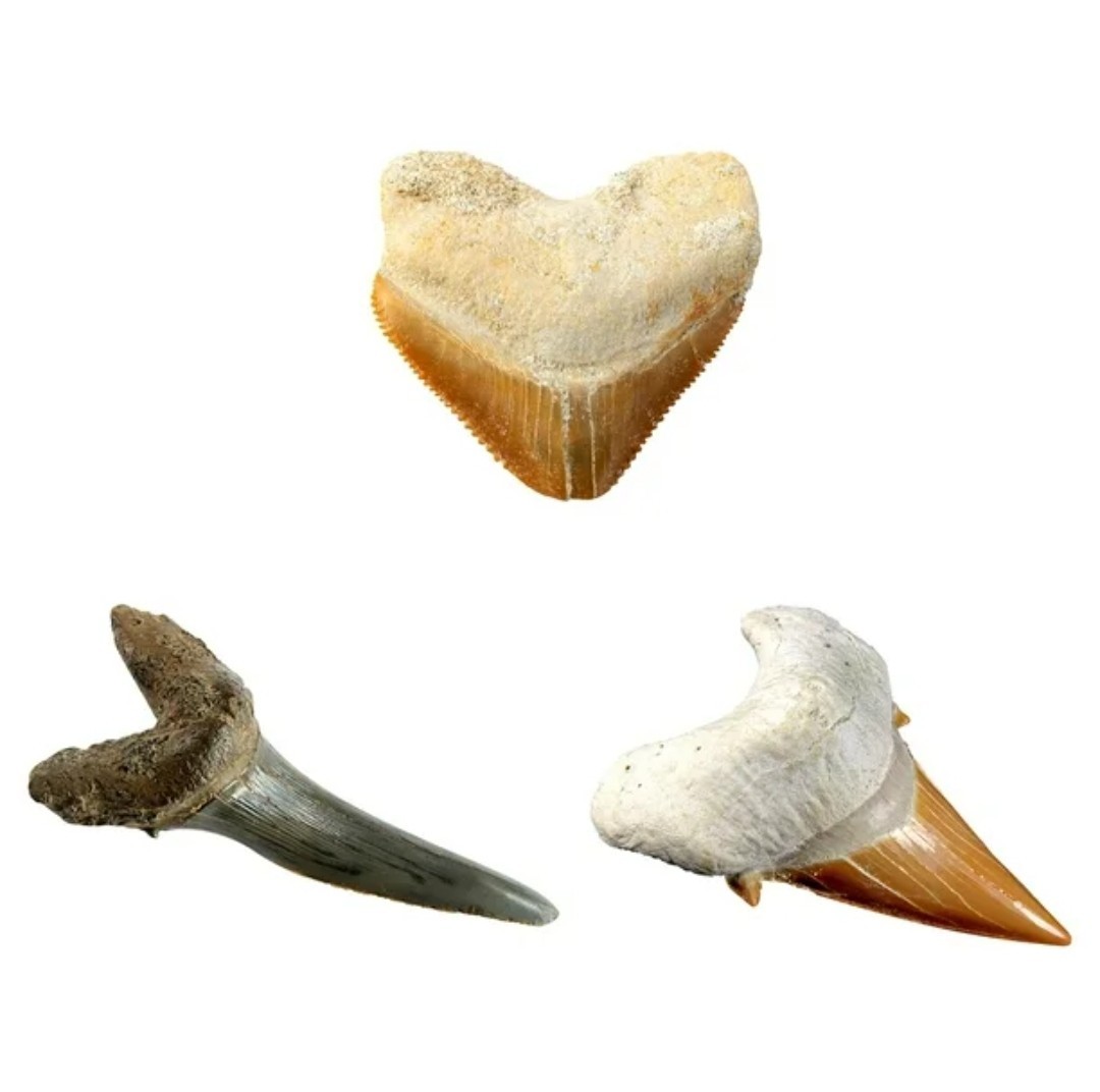 National Geographic Shark Tooth Dig Kit Science Set for Children 8 Years and up