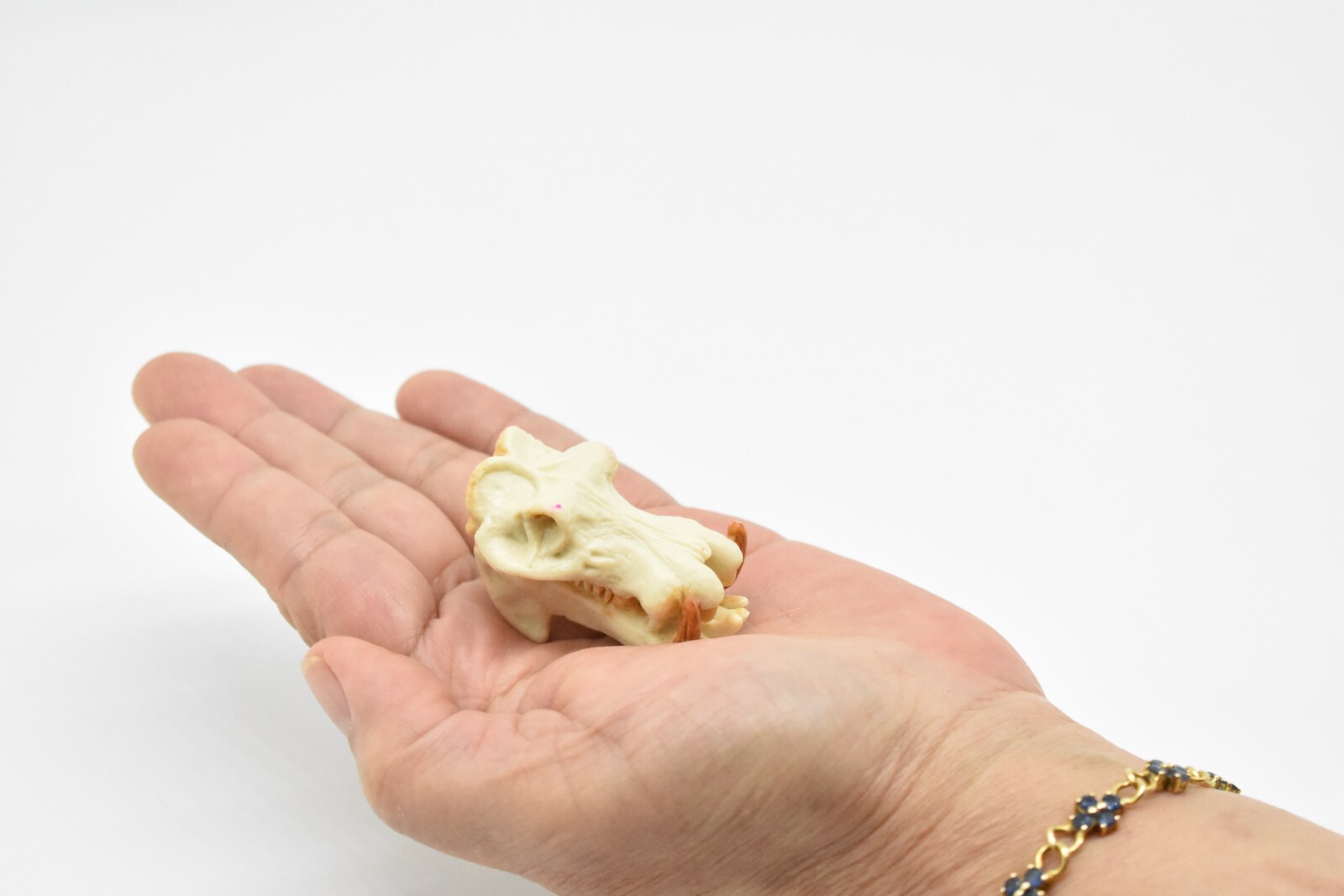 Hippo Skull, Hippopotamus Toy, Realistic Plastic Model 2 inches long