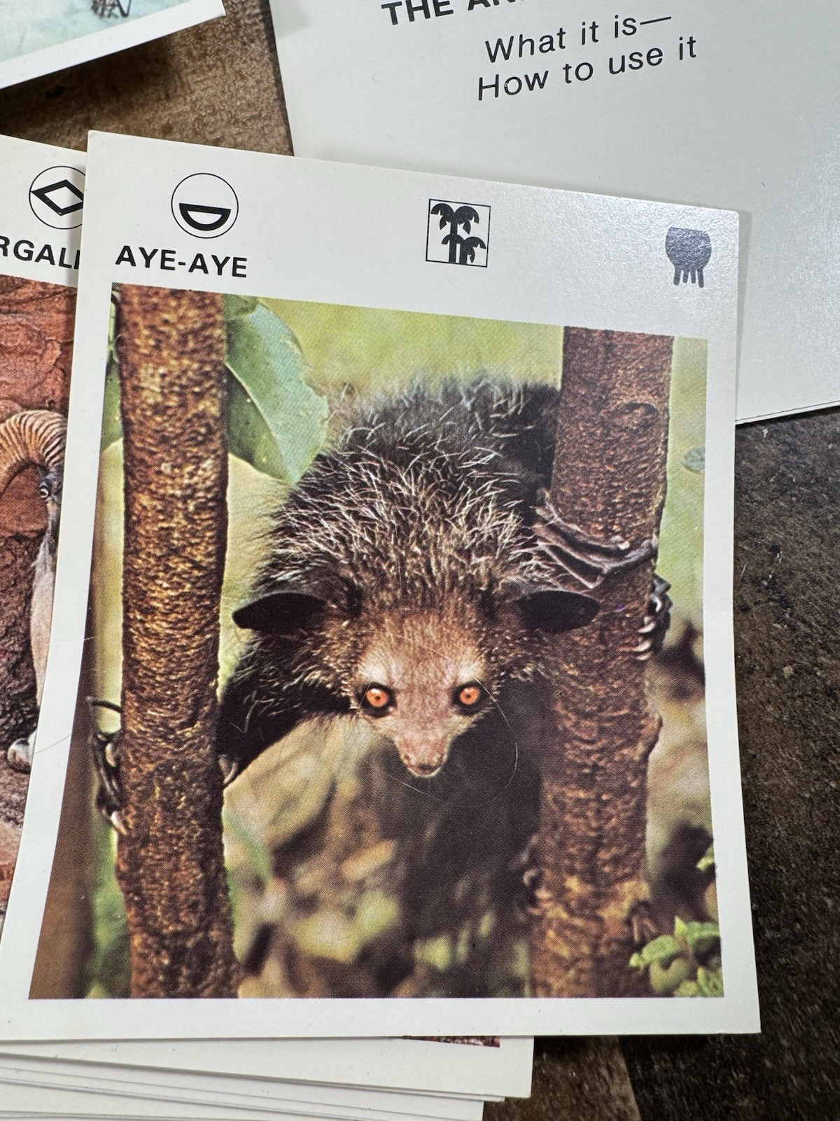 Vintage 1975 Illustrated Wildlife Treasury Box w/ Wildlife Cards