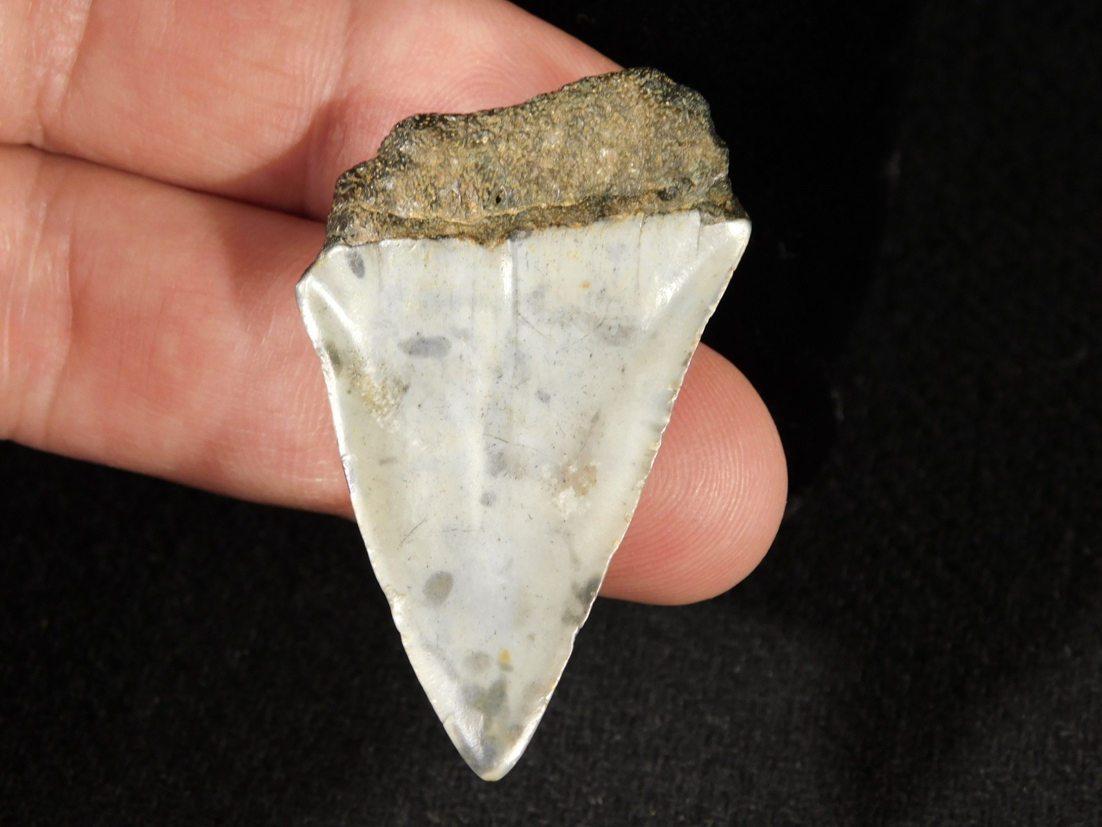 Ancestral Great WHITE SHARK Tooth Fossil 100% Natural 10.0gr