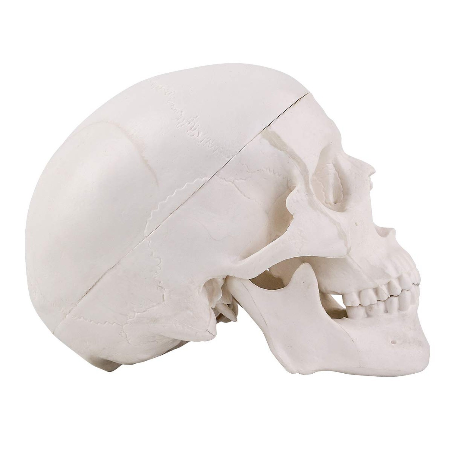 EUDDOO Mini Skull Model – 3 Parts Small Size Human Anatomical Anatomy Medical…