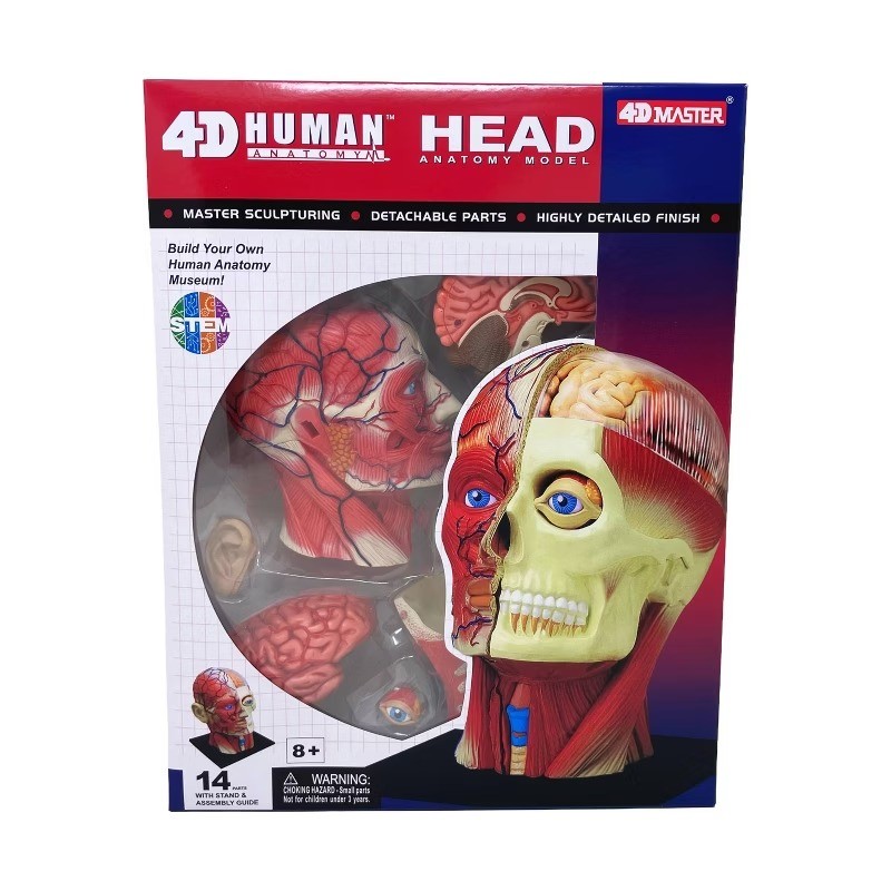 4D Human Anatomy Head Anatomy Model 14 Detachable Parts Educational Tool