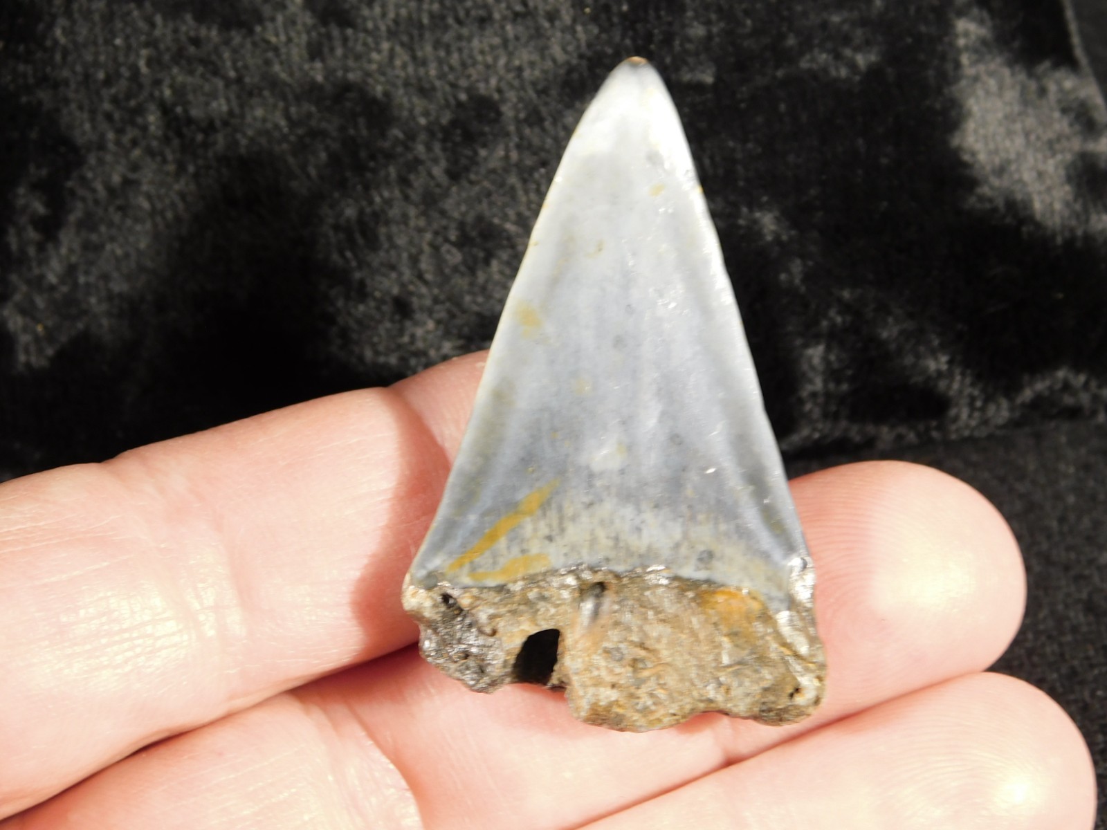 NICE! Ancestral Great WHITE SHARK Tooth Fossil 100% Natural 6.31