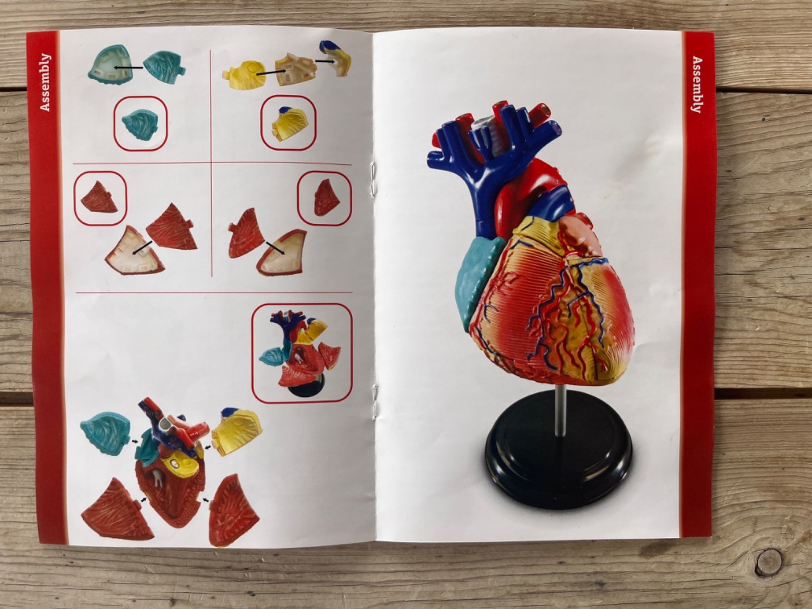 Human Anatomy Model Heart 29 Pieces Ages 8+ Learning Resources Assembly Guide