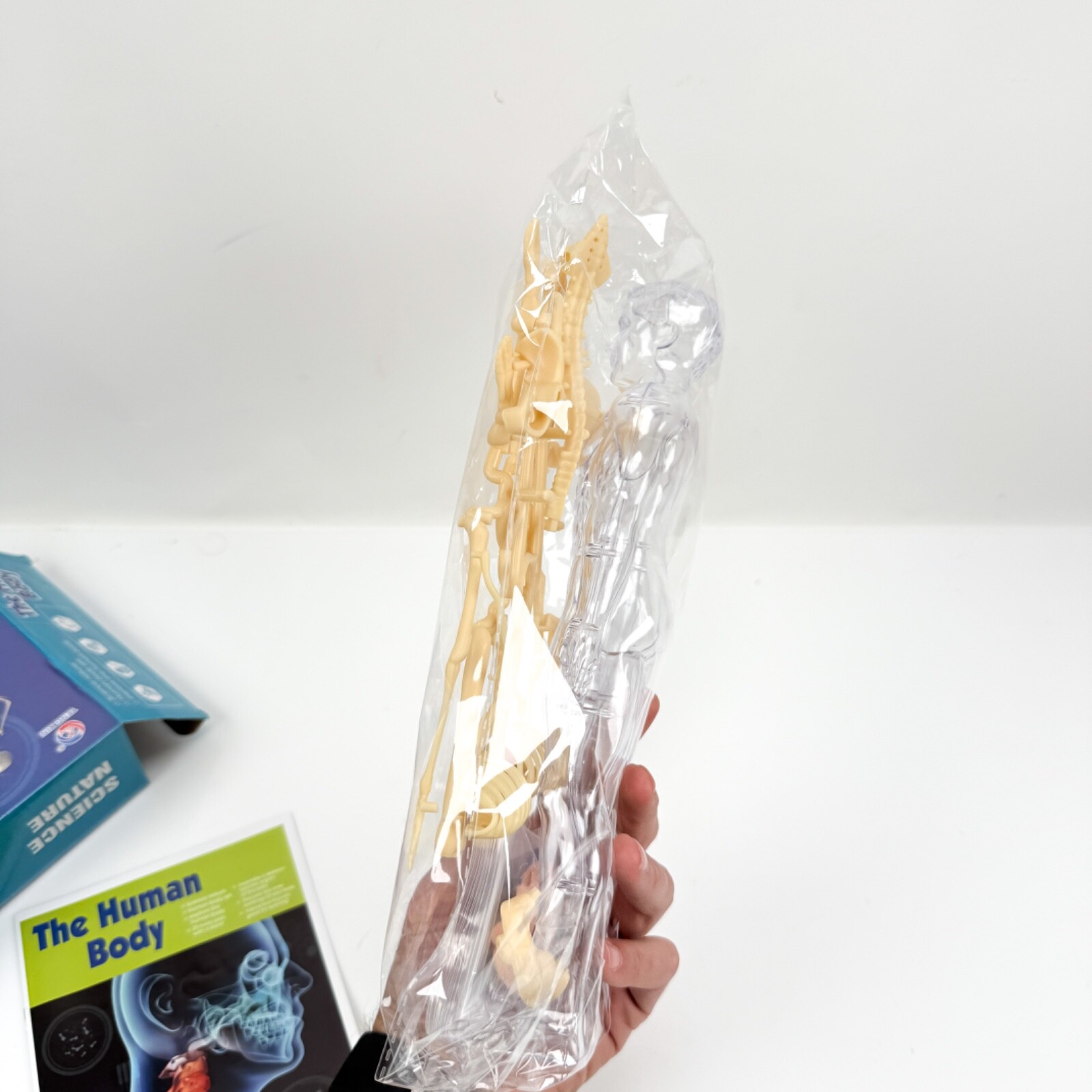 The Human Body 3D Anatomy Model For Children Torso Body Anatomy Transparent NEW
