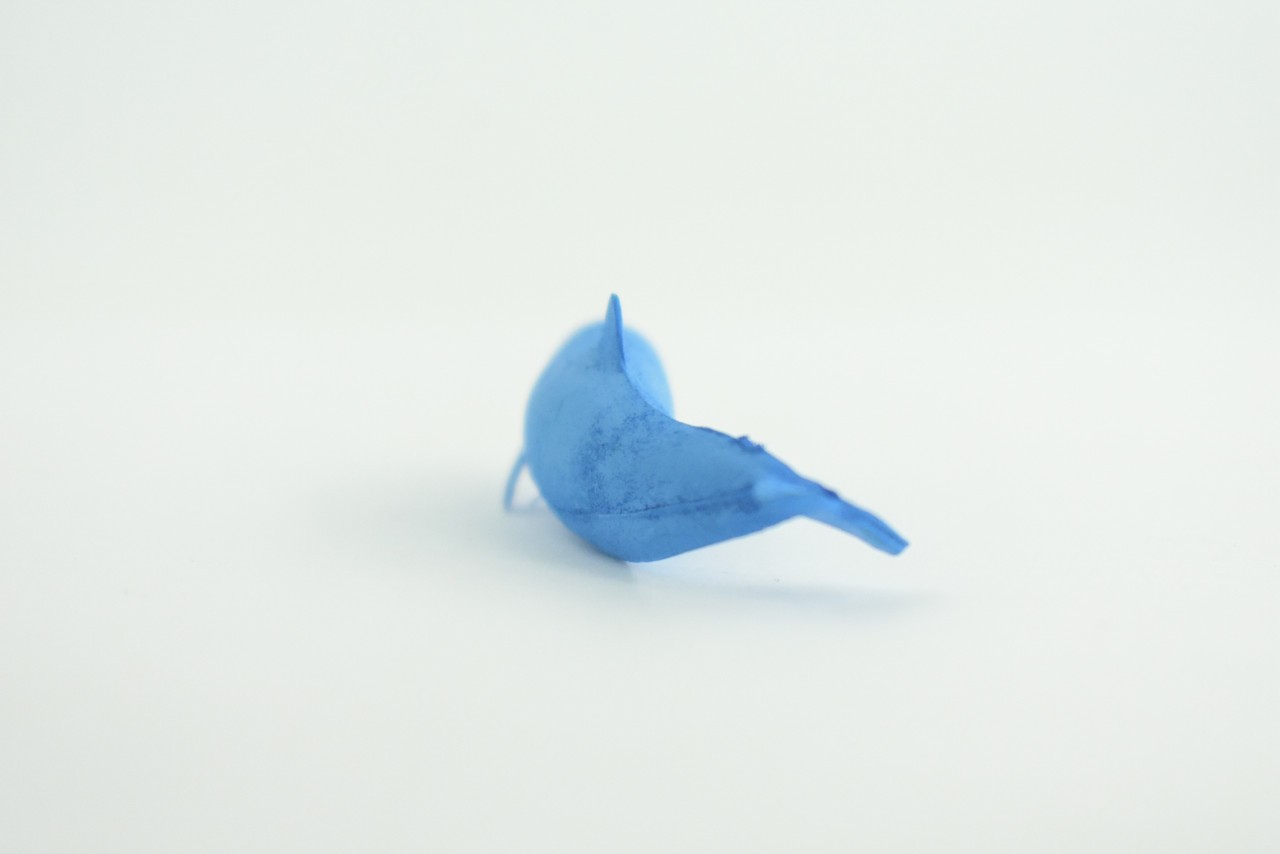 Toy Blue Dolphin Cichlid, Realistic, Replica, Kids, Gift, 2 Inches CWG52 B197