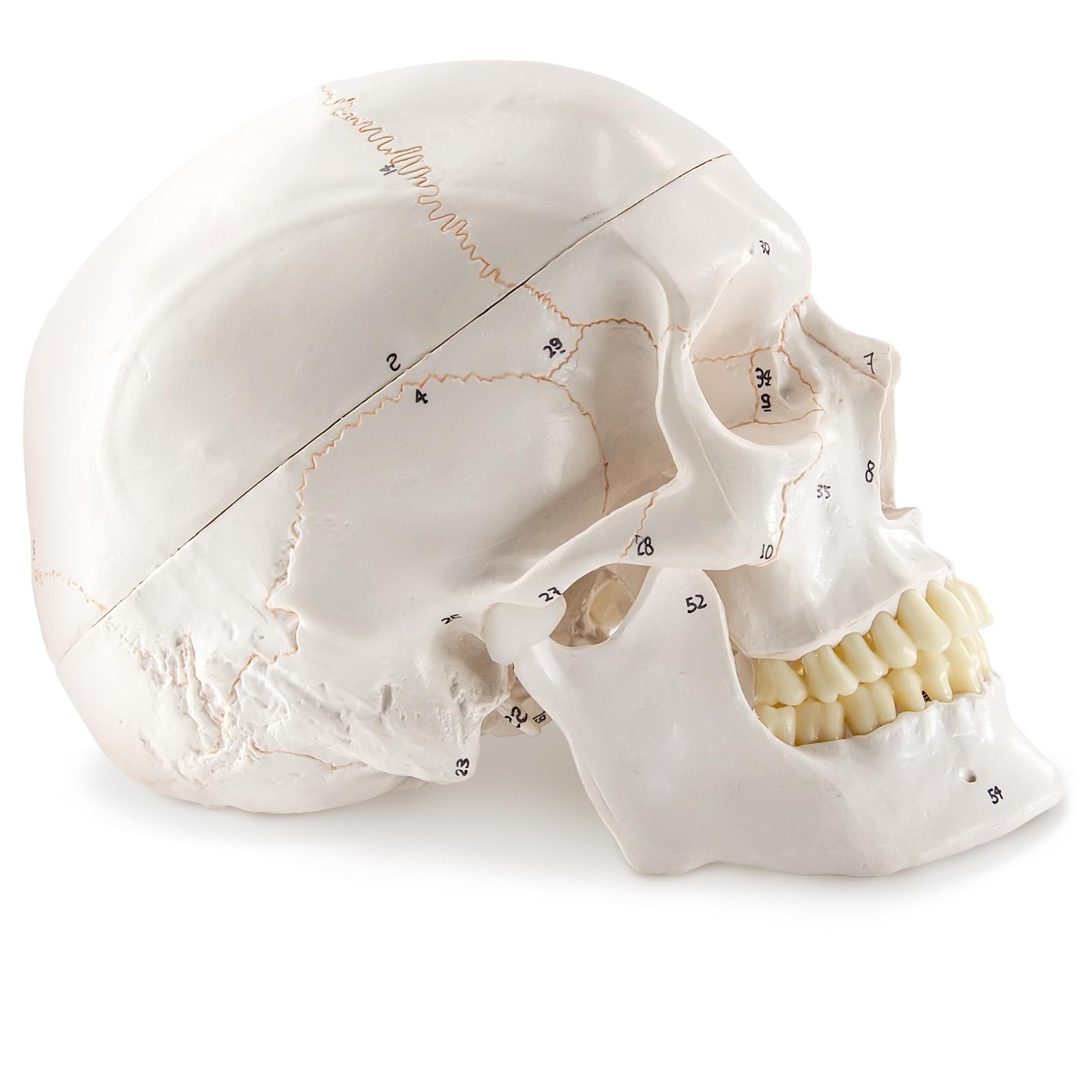 Life-Size 9″ Human Skull Model – 54 Medically Numbered Anatomical Parts,Medic…
