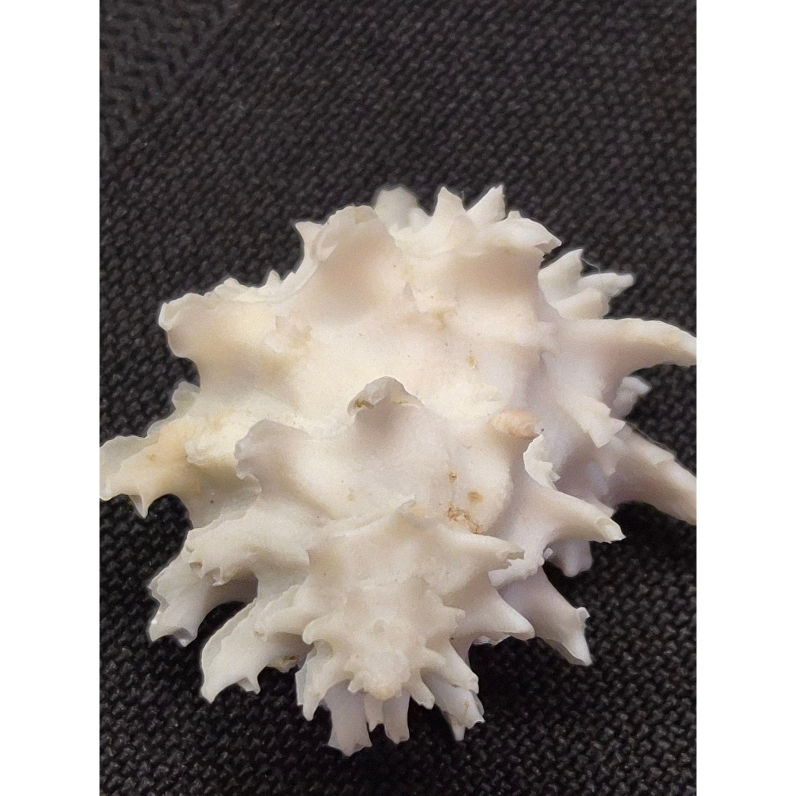 Babelomurex gemmatus 30mm Shell Balicasag Bohol Philippines w/ Label
